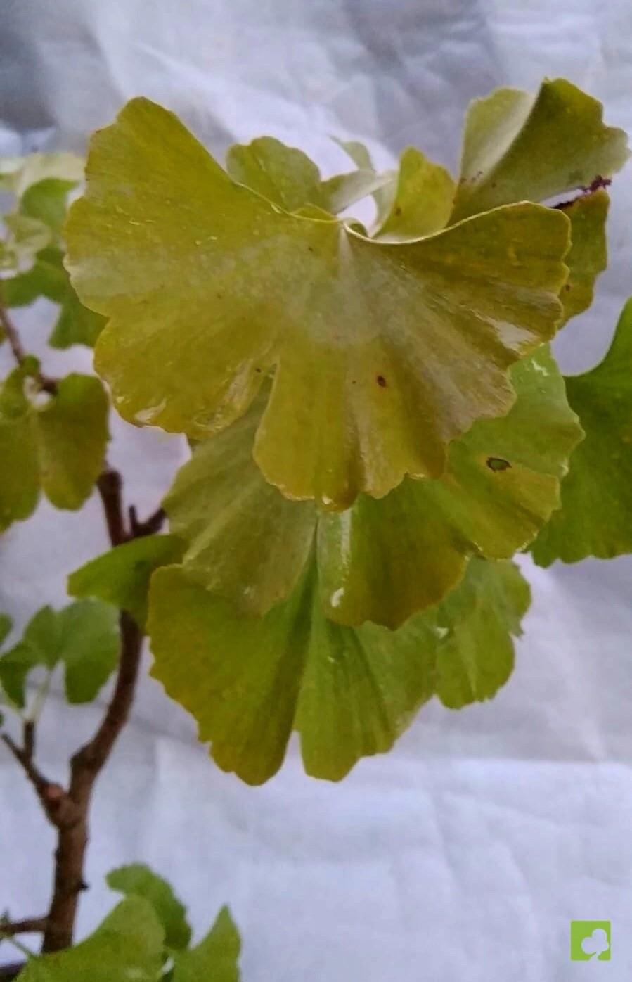 BONSAI GINKGO BILOBA BONSAI GINKGO BILOBA