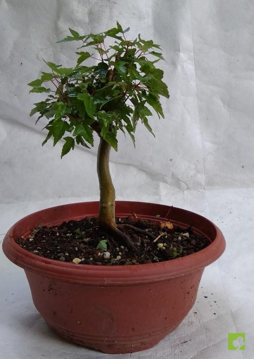 PREBONSAI ACER BURGERIANO PREBONSAI ACER BURGERIANO