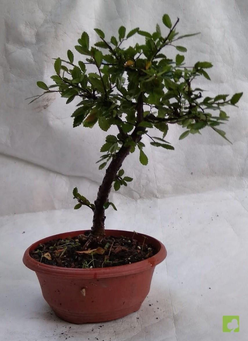 PREBONSAI ZELKOVA NIRE PREBONSAI ZELKOVA NIRE