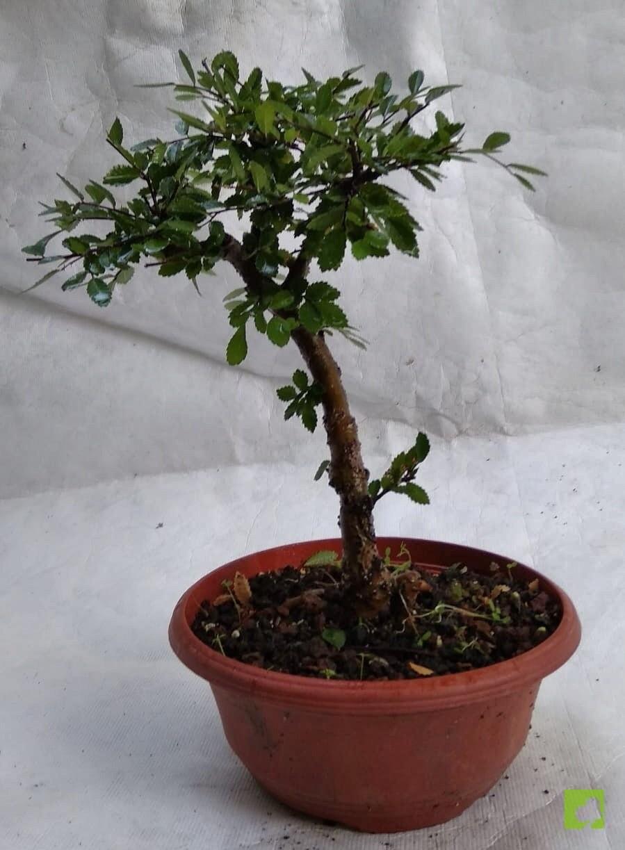 PREBONSAI ZELKOVA NIRE PREBONSAI ZELKOVA NIRE
