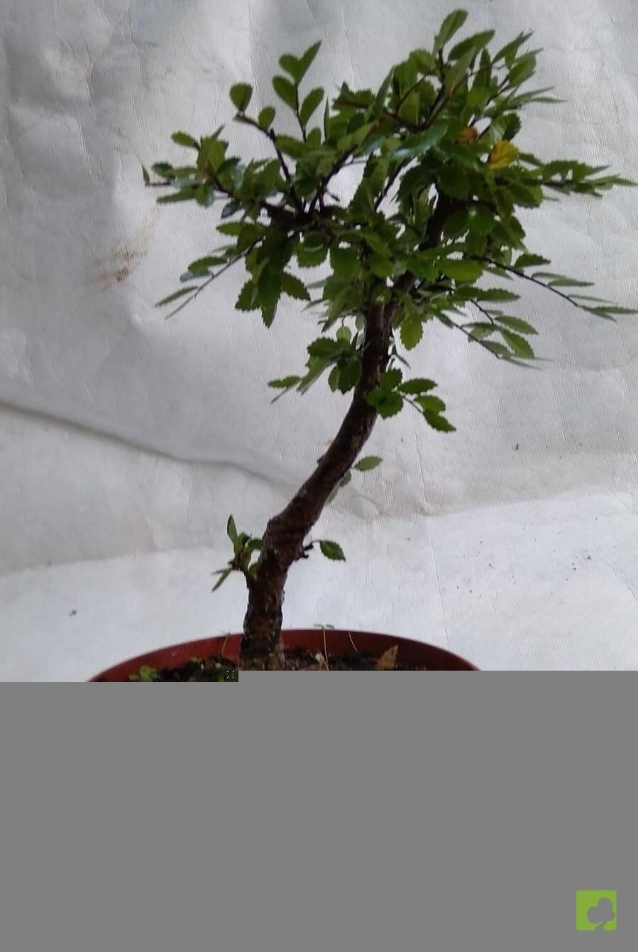 PREBONSAI ZELKOVA NIRE PREBONSAI ZELKOVA NIRE