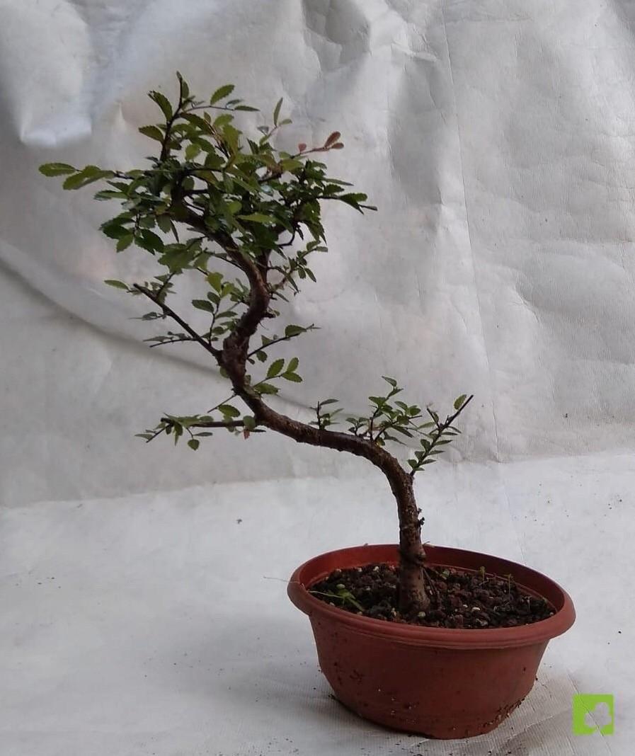 PREBONSAI ZELKOVA NIRE PREBONSAI ZELKOVA NIRE