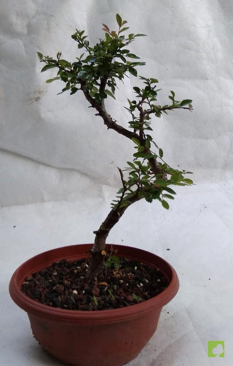 PREBONSAI ZELKOVA NIRE PREBONSAI ZELKOVA NIRE