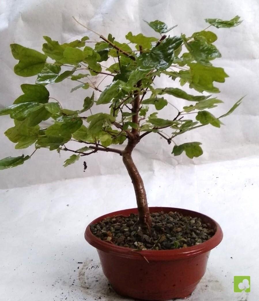 PREBONSAI ACER CAMPESTRE PREBONSAI ACER CAMPESTRE