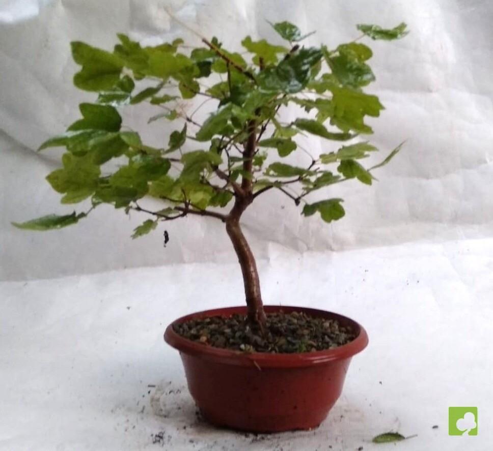 PREBONSAI ACER CAMPESTRE PREBONSAI ACER CAMPESTRE