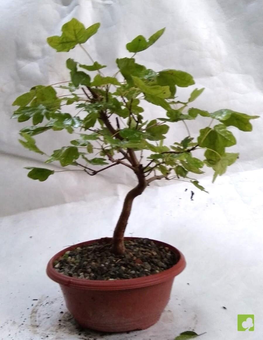 PREBONSAI ACER CAMPESTRE PREBONSAI ACER CAMPESTRE