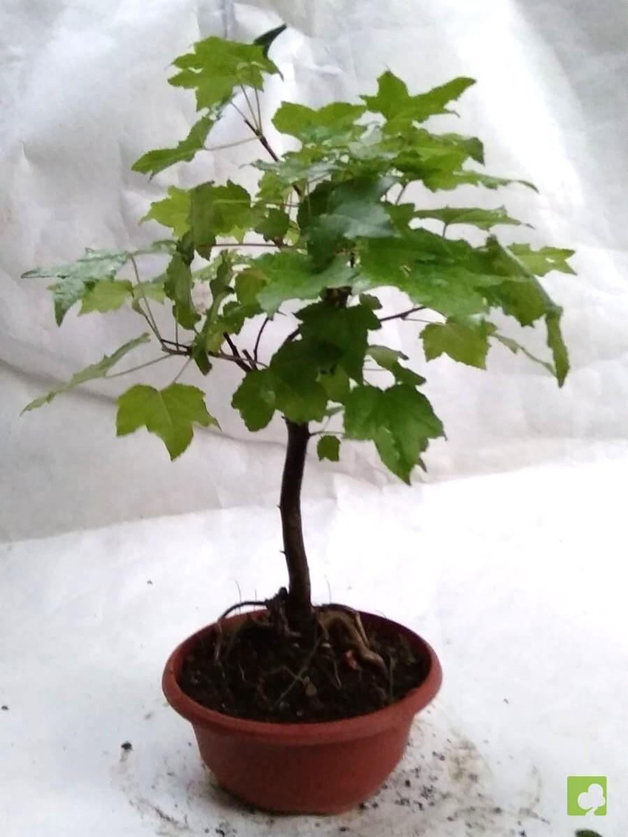 PREBONSAI LIQUIDAMBAR PREBONSAI LIQUIDAMBAR
