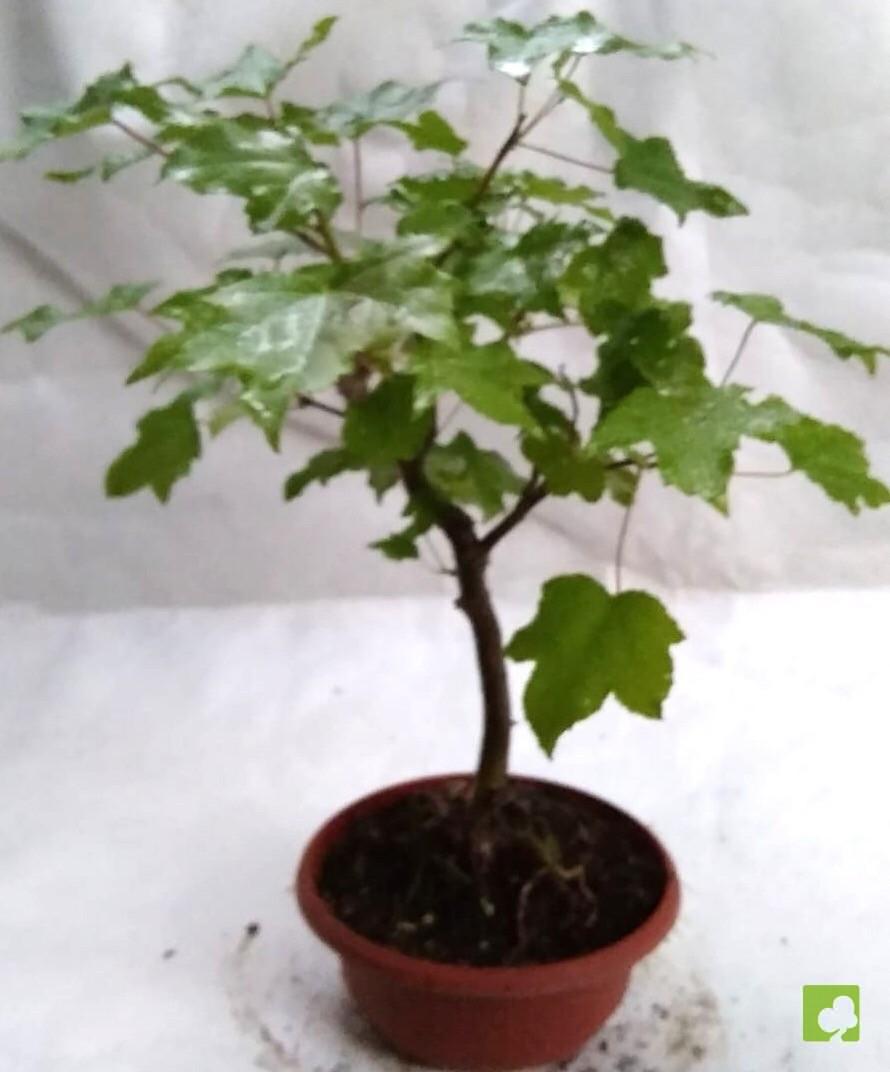 PREBONSAI LIQUIDAMBAR PREBONSAI LIQUIDAMBAR
