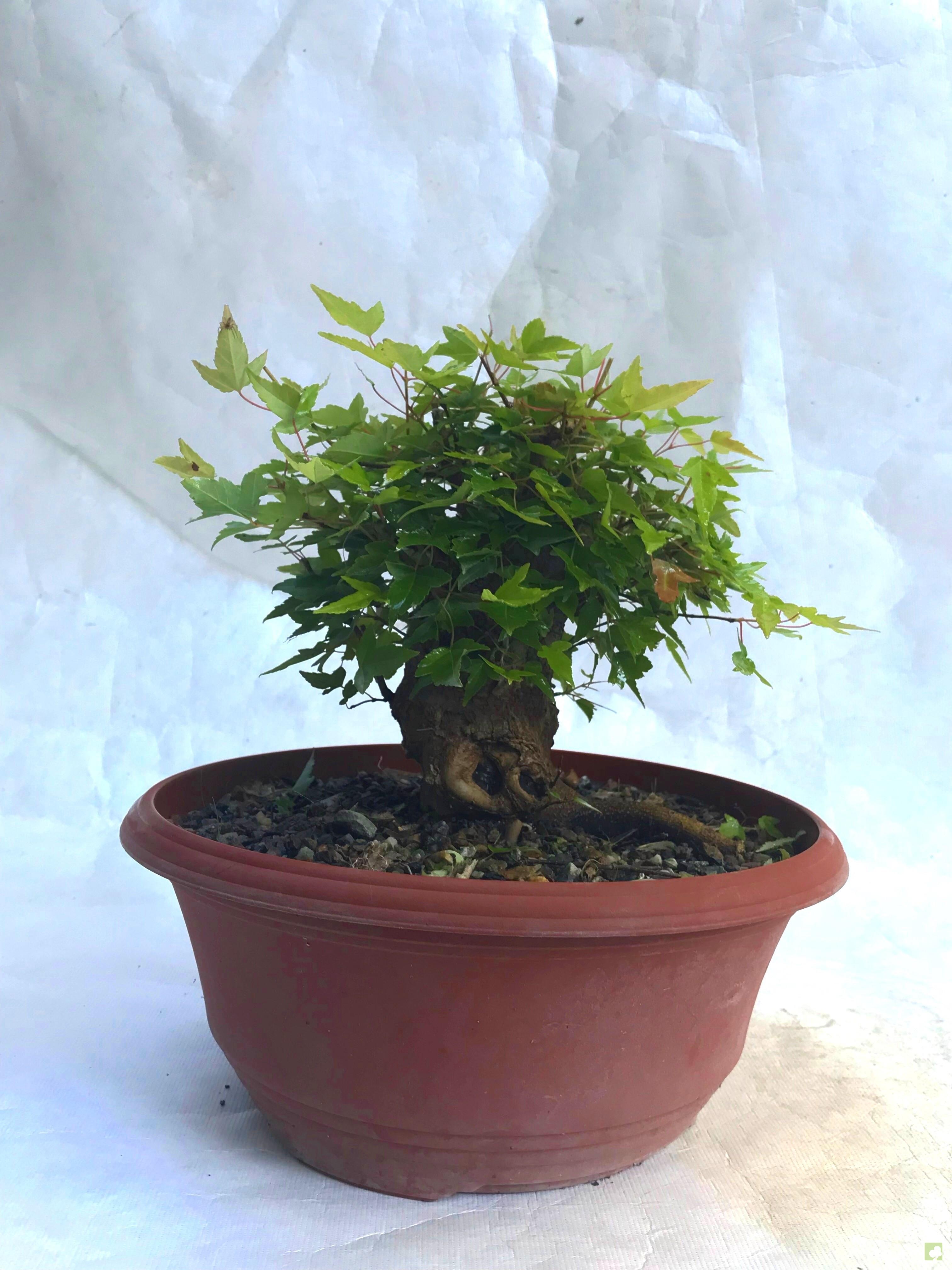 PREBONSAI ACER BURGERIANO PREBONSAI ACER BURGERIANO