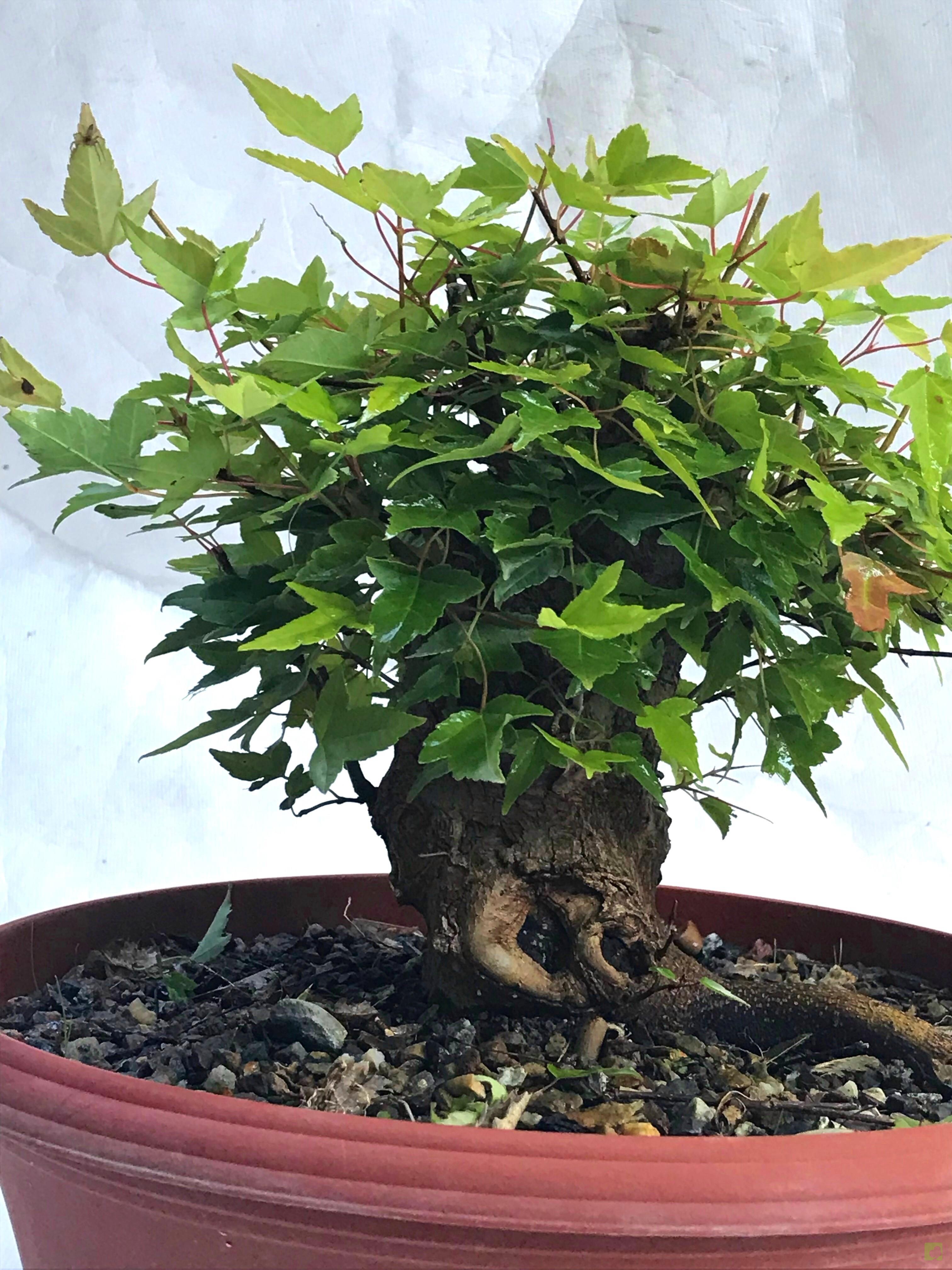 PREBONSAI ACER BURGERIANO PREBONSAI ACER BURGERIANO