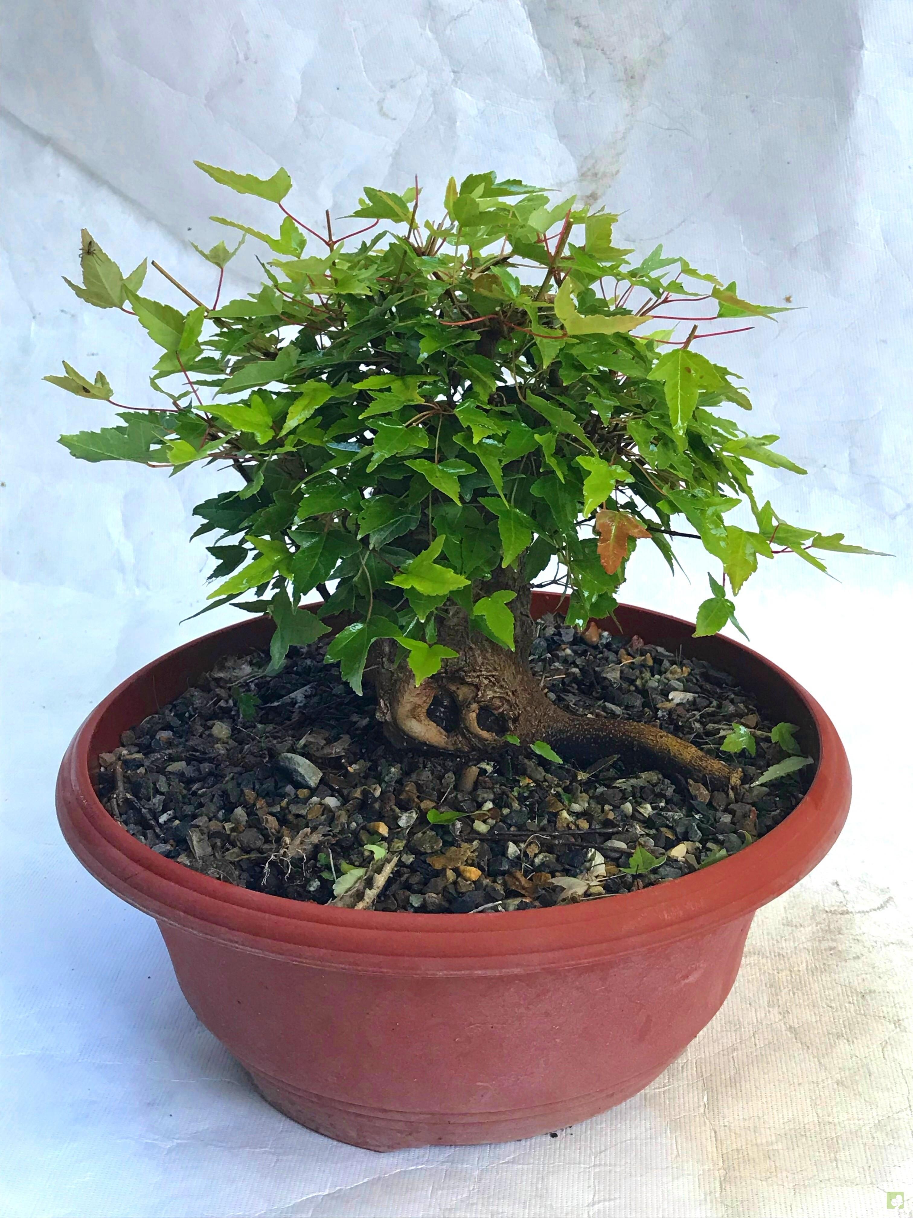 PREBONSAI ACER BURGERIANO PREBONSAI ACER BURGERIANO
