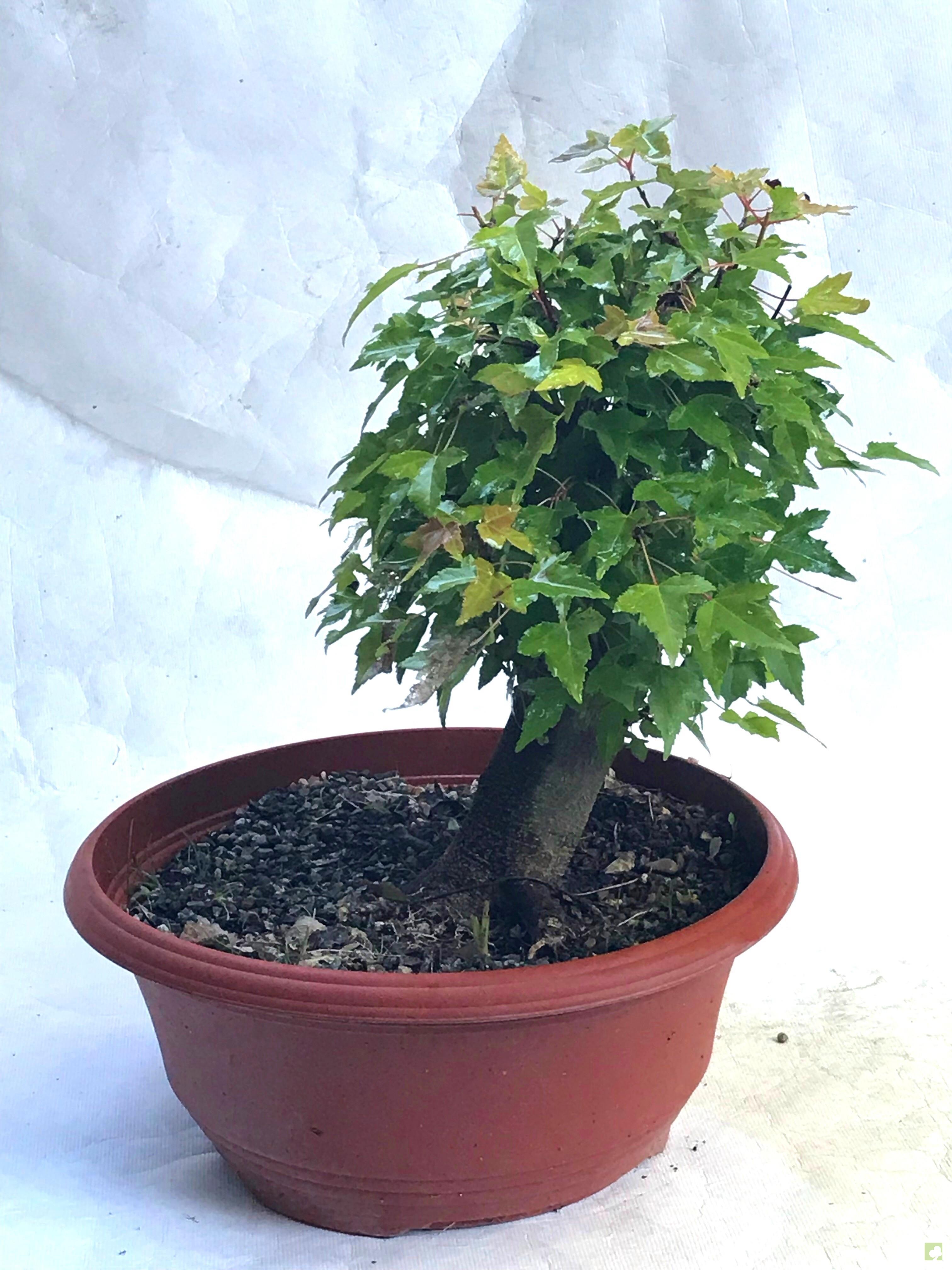 PREBONSAI ACER BURGERIANO PREBONSAI ACER BURGERIANO