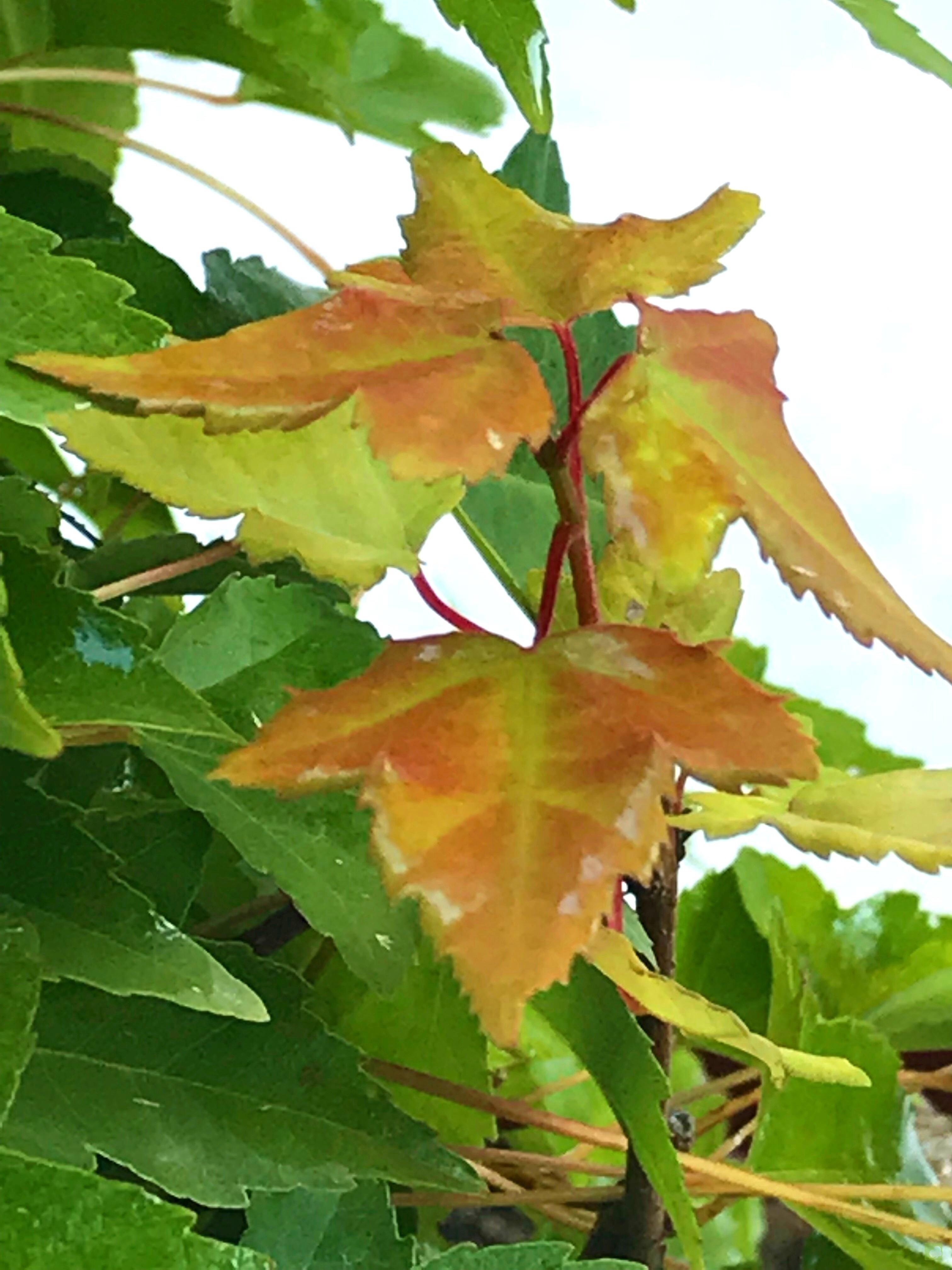 PREBONSAI ACER BURGERIANO PREBONSAI ACER BURGERIANO
