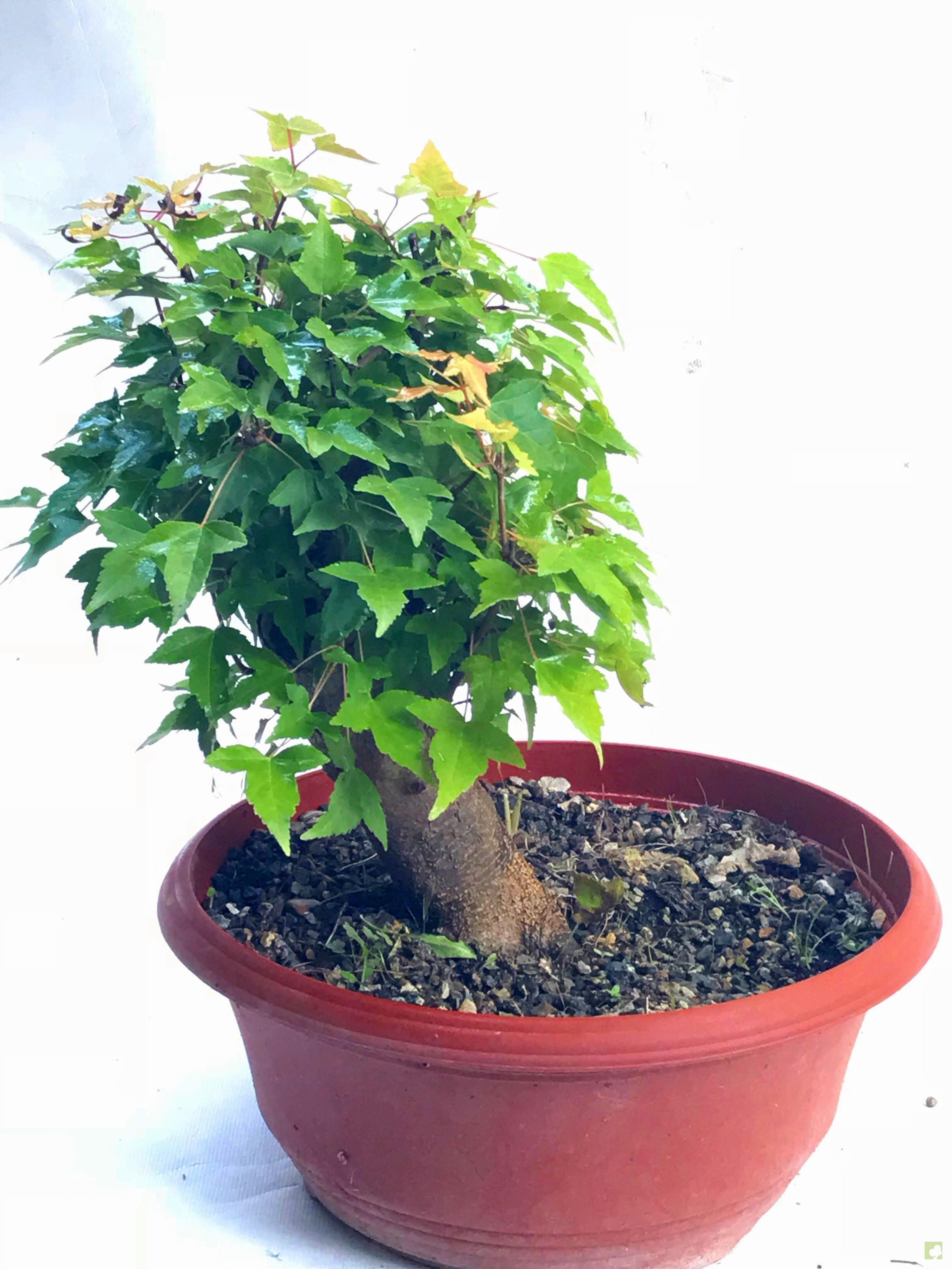 PREBONSAI ACER BURGERIANO PREBONSAI ACER BURGERIANO