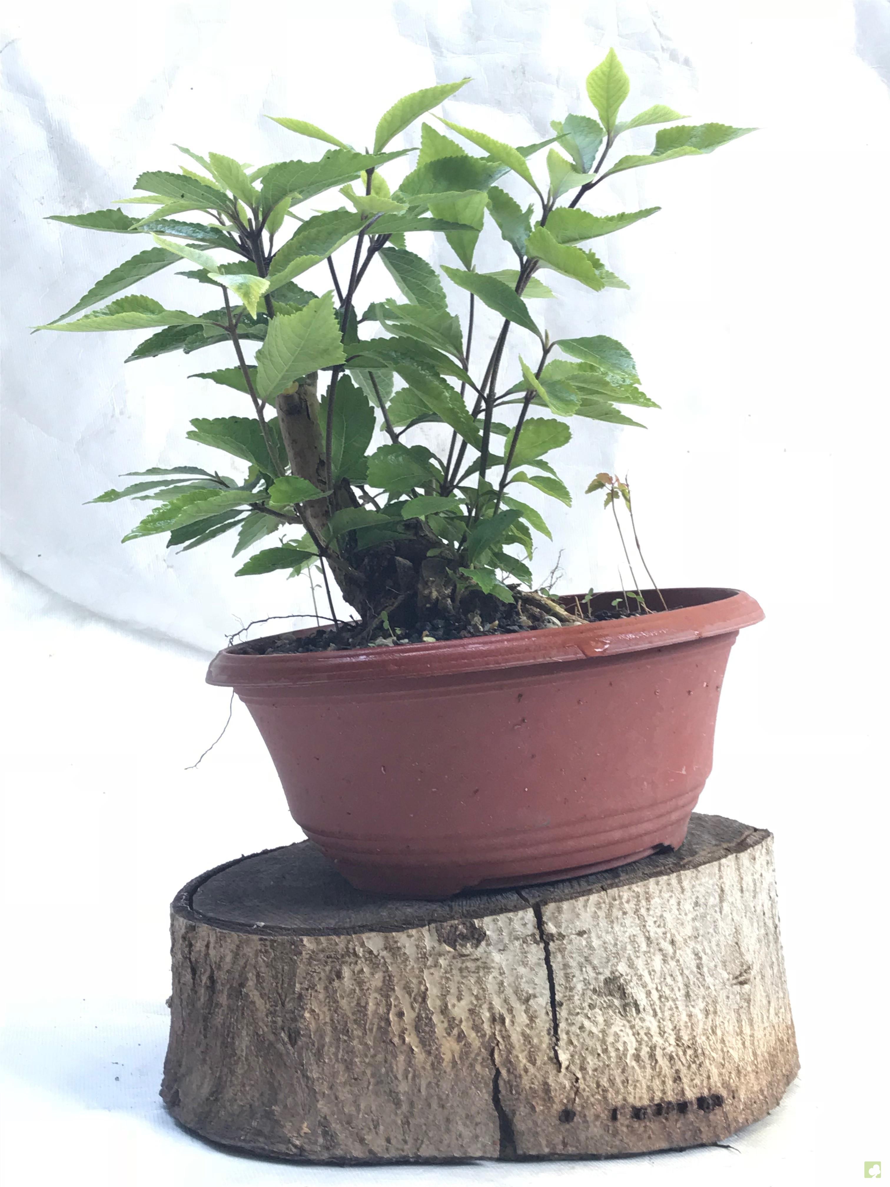 PREBONSAI CALLICARPA JAPONICA PREBONSAI CALLICARPA JAPONICA