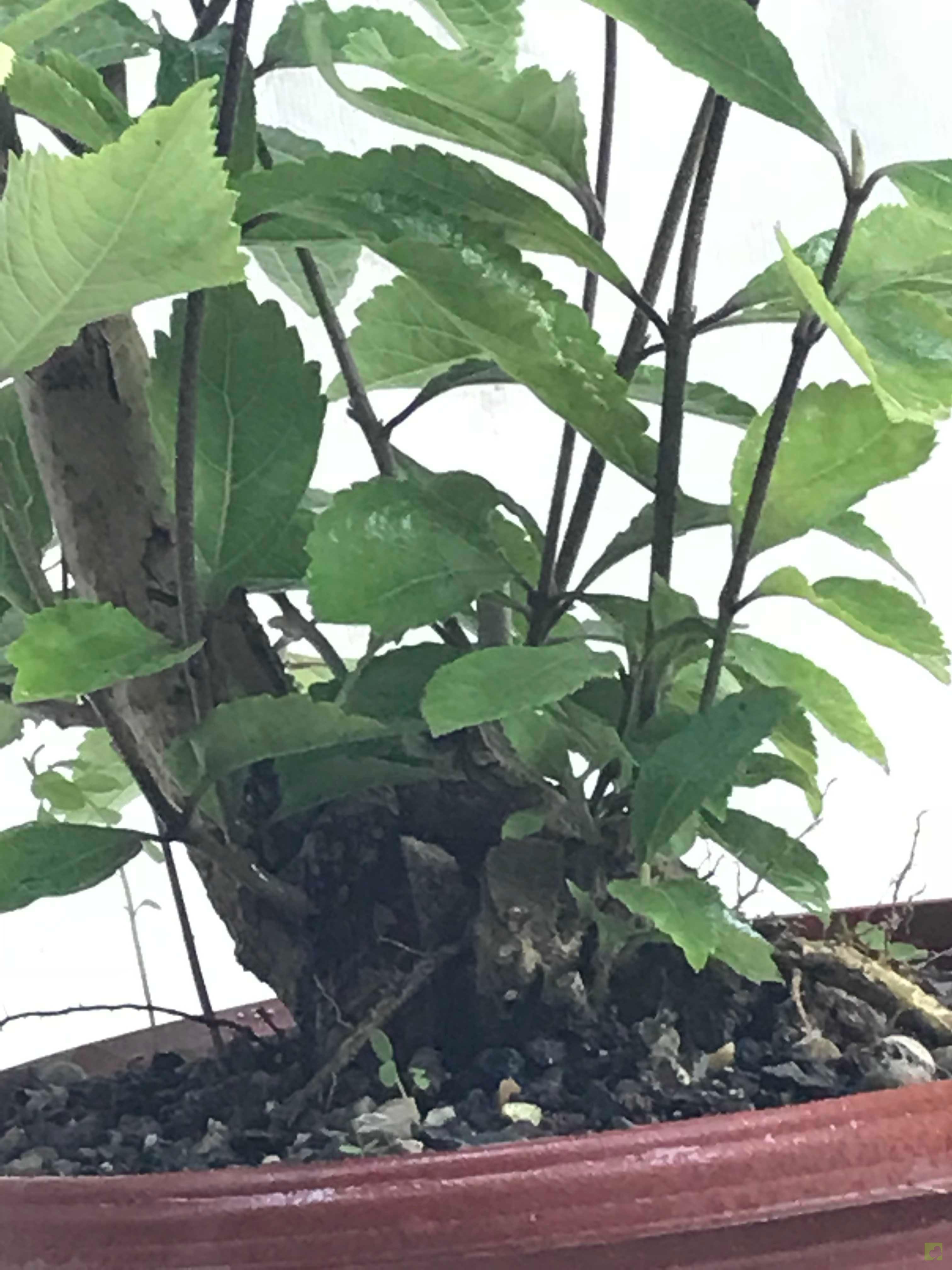 PREBONSAI CALLICARPA JAPONICA PREBONSAI CALLICARPA JAPONICA