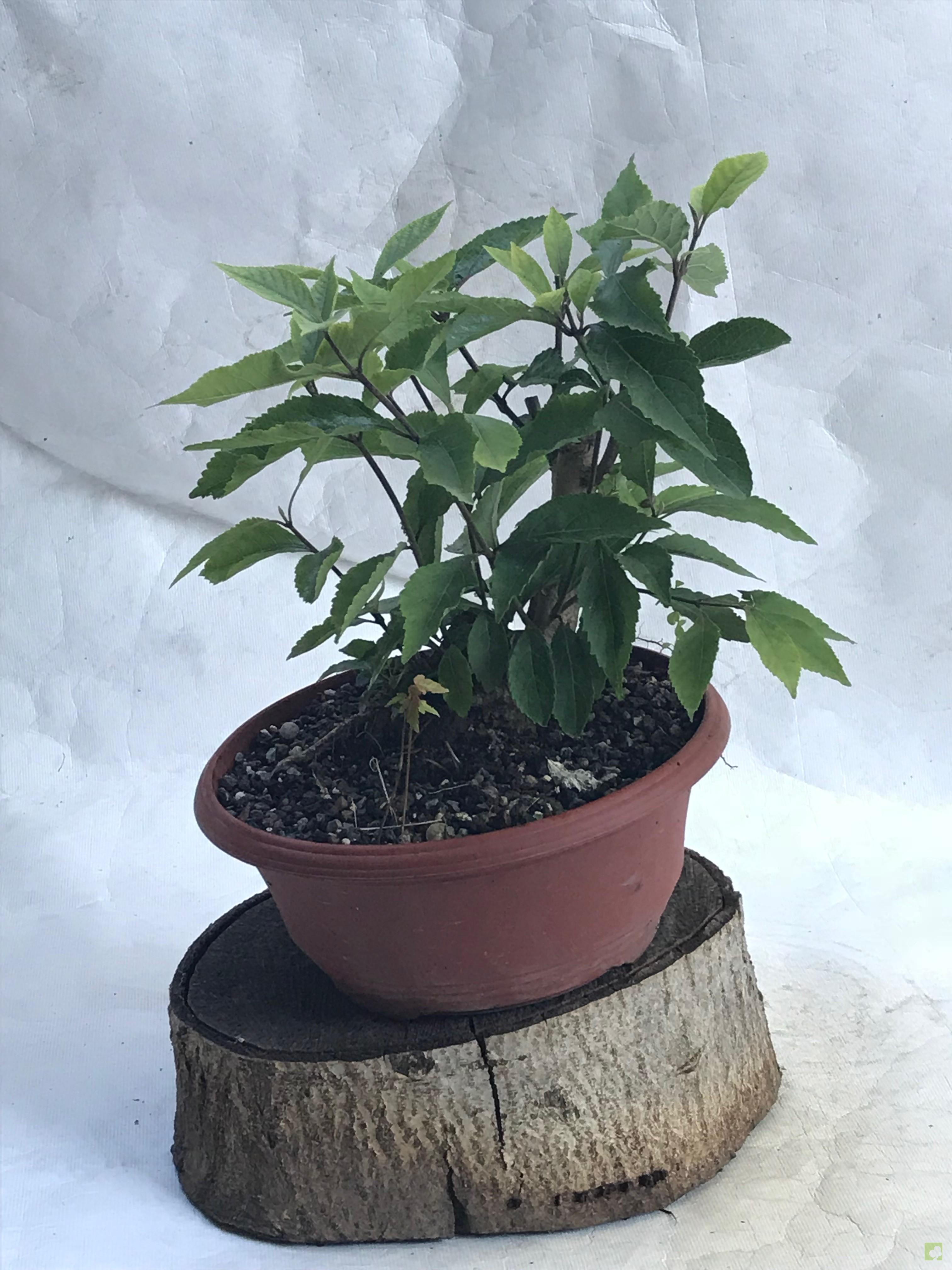 PREBONSAI CALLICARPA JAPONICA PREBONSAI CALLICARPA JAPONICA