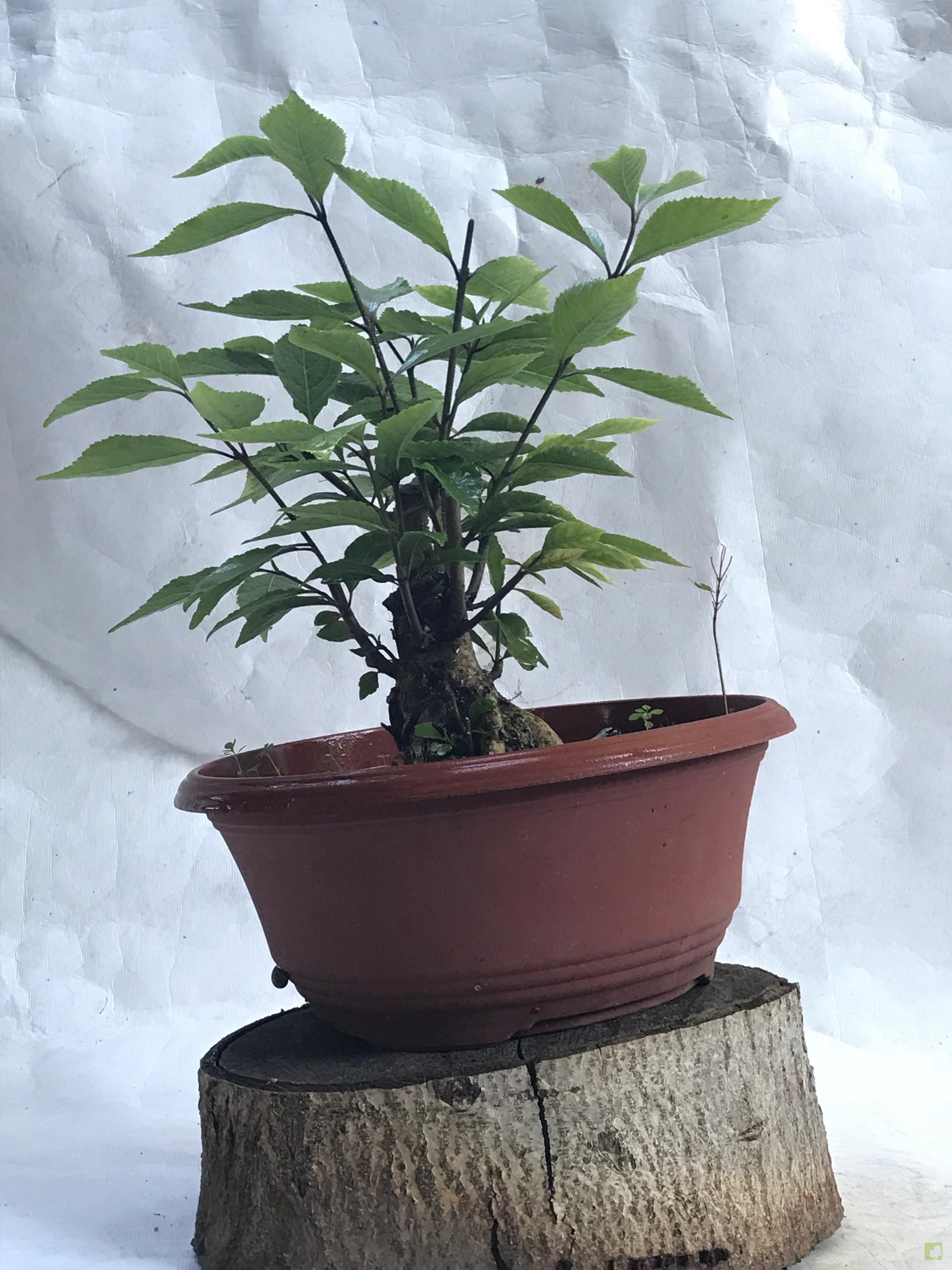 PREBONSAI CALLICARPA JAPONICA PREBONSAI CALLICARPA JAPONICA