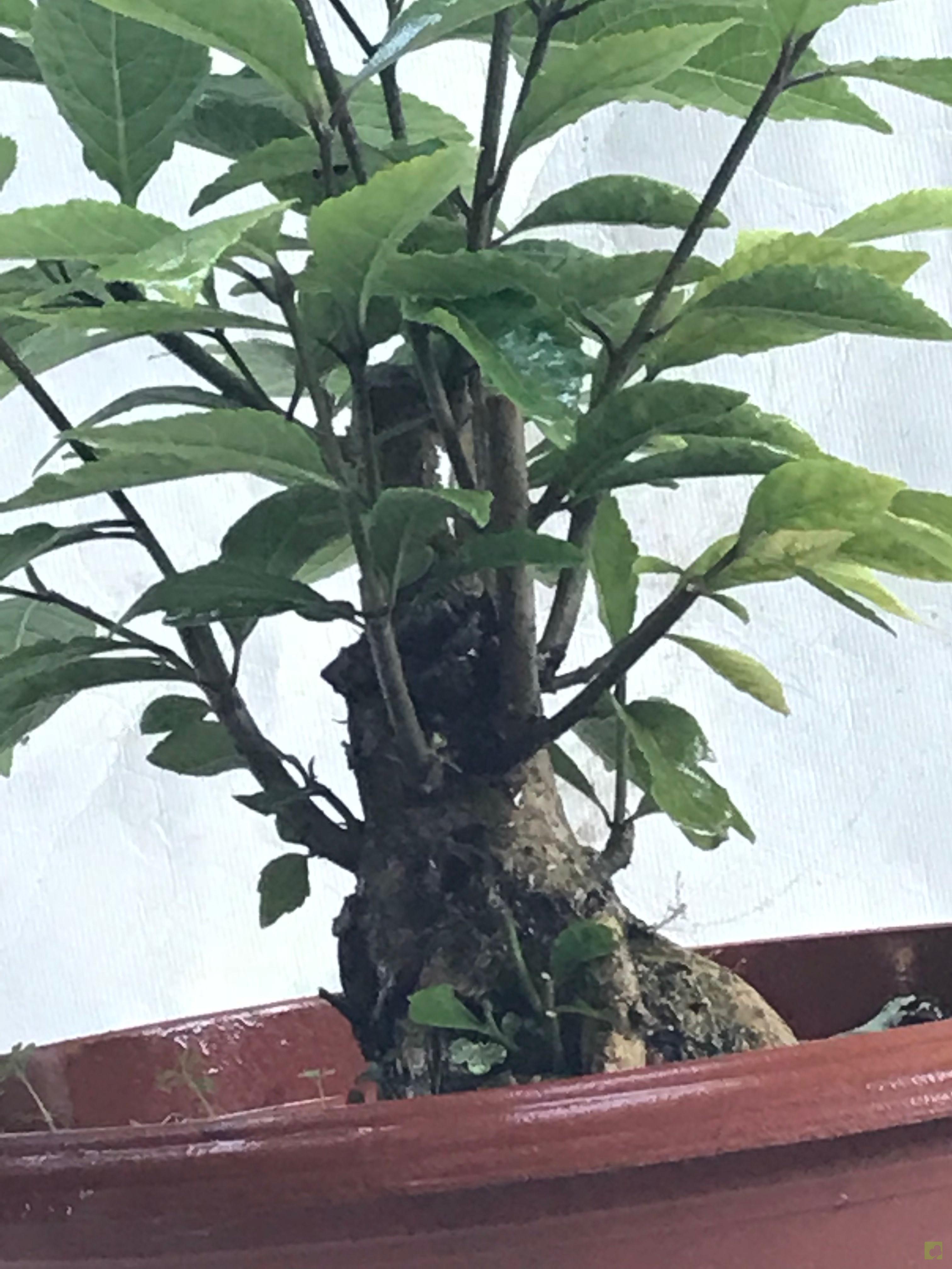 PREBONSAI CALLICARPA JAPONICA PREBONSAI CALLICARPA JAPONICA