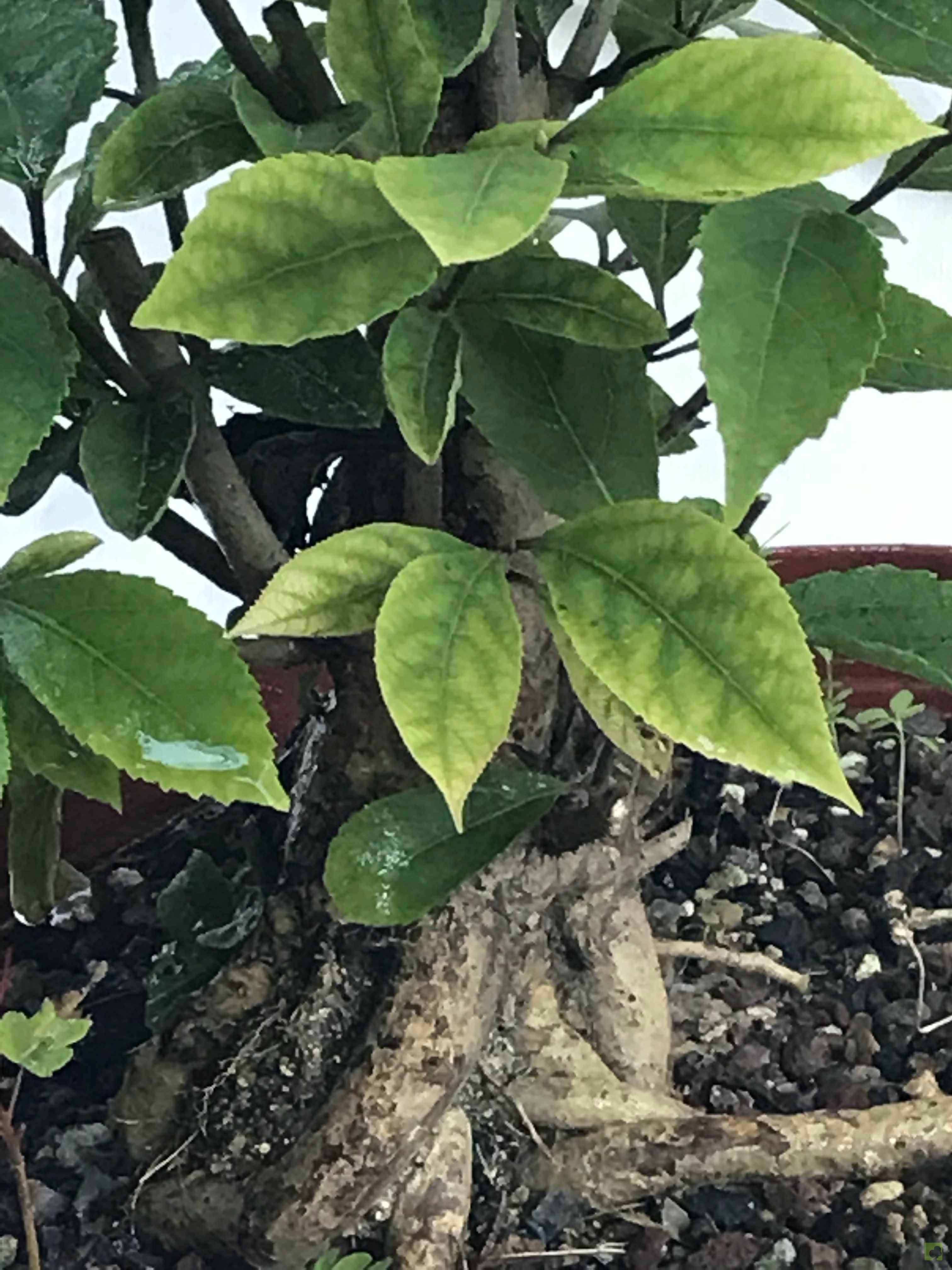 PREBONSAI CALLICARPA JAPONICA PREBONSAI CALLICARPA JAPONICA