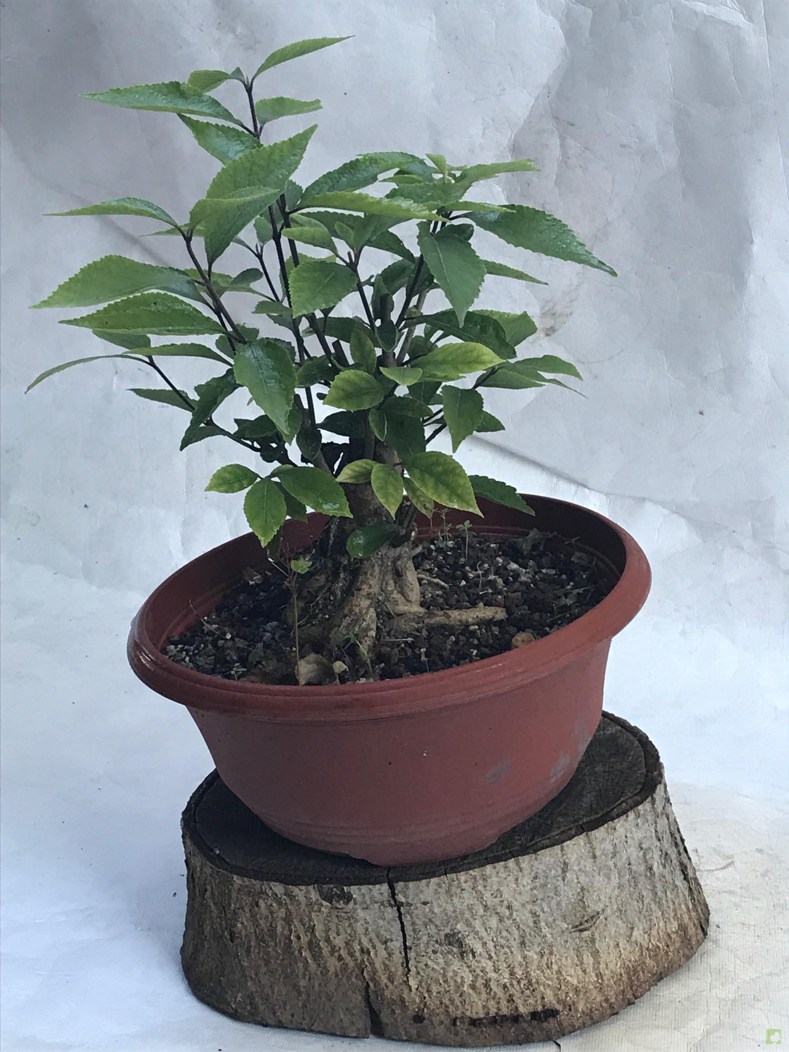 PREBONSAI CALLICARPA JAPONICA PREBONSAI CALLICARPA JAPONICA