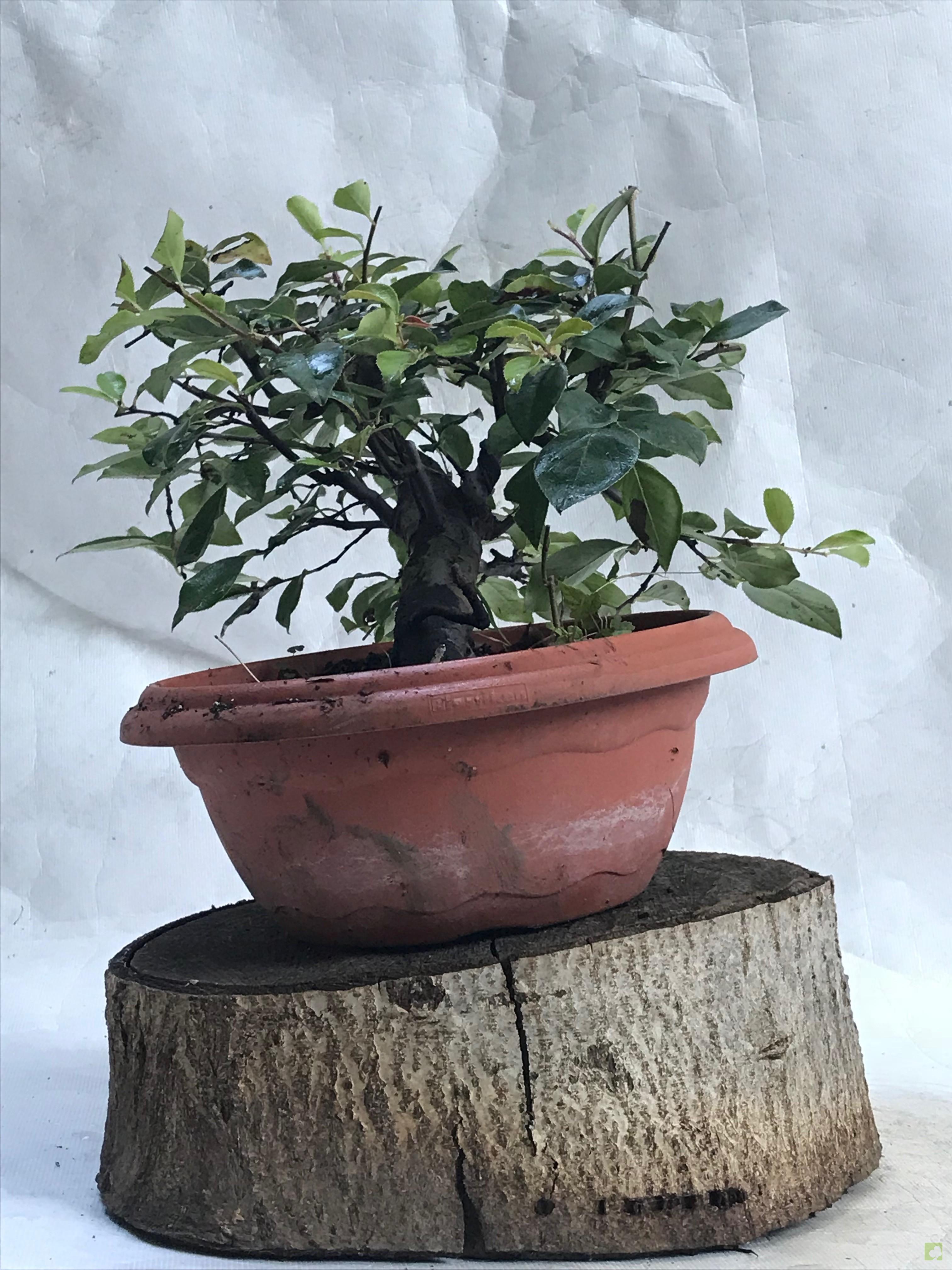 PREBONSAI PSEUDOCYDONIA SINESIS PREBONSAI PSEUDOCYDONIA SINESIS