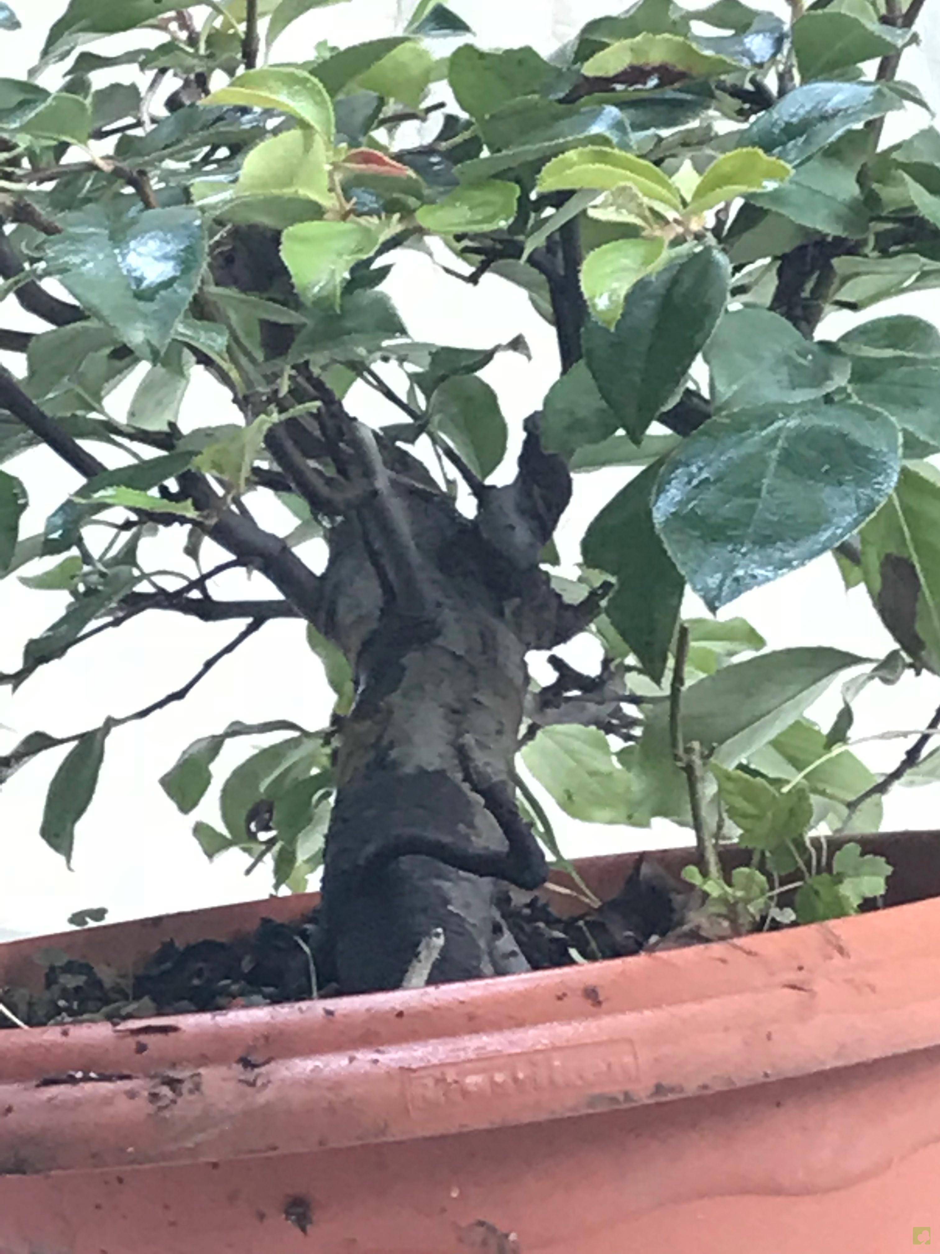 PREBONSAI PSEUDOCYDONIA SINESIS PREBONSAI PSEUDOCYDONIA SINESIS