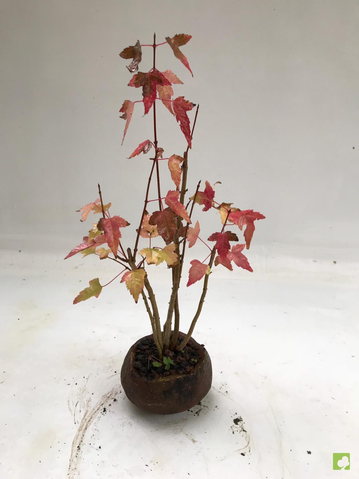 BOSQUE DE ACER BURGERIANOS BOSQUE DE ACER BURGERIANOS