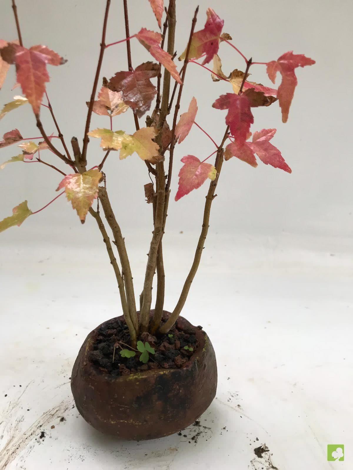 BOSQUE DE ACER BURGERIANOS BOSQUE DE ACER BURGERIANOS