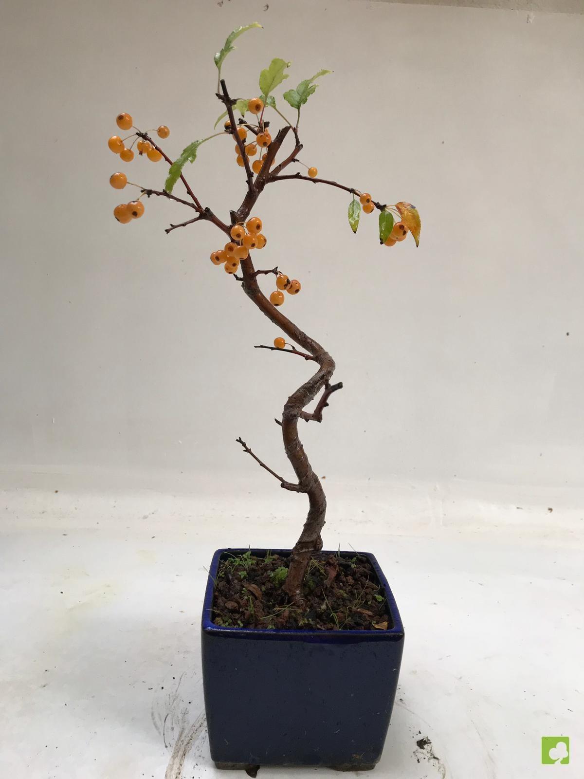 BONSAI MICROMALUS BONSAI MICROMALUS