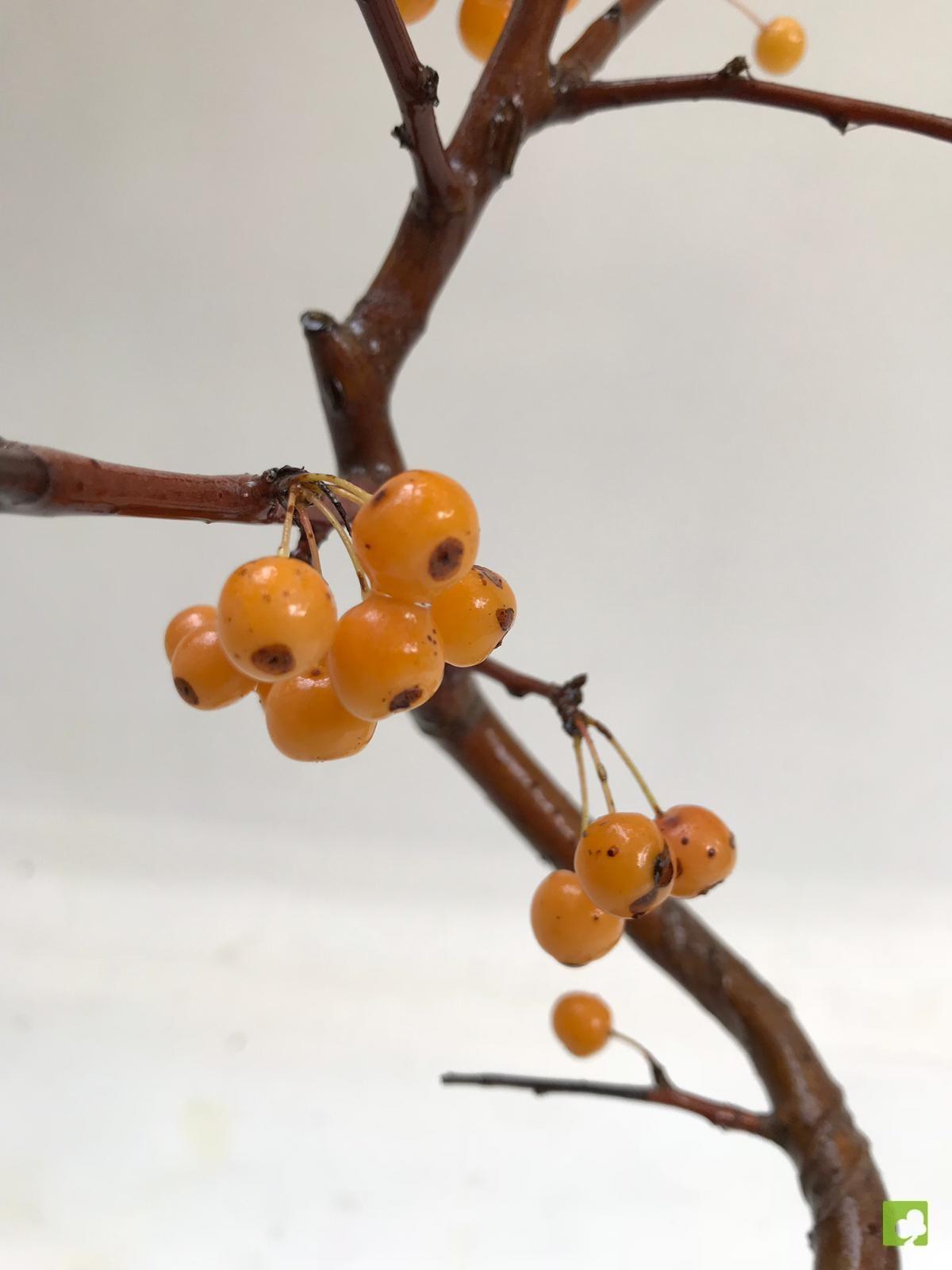 BONSAI MICROMALUS BONSAI MICROMALUS