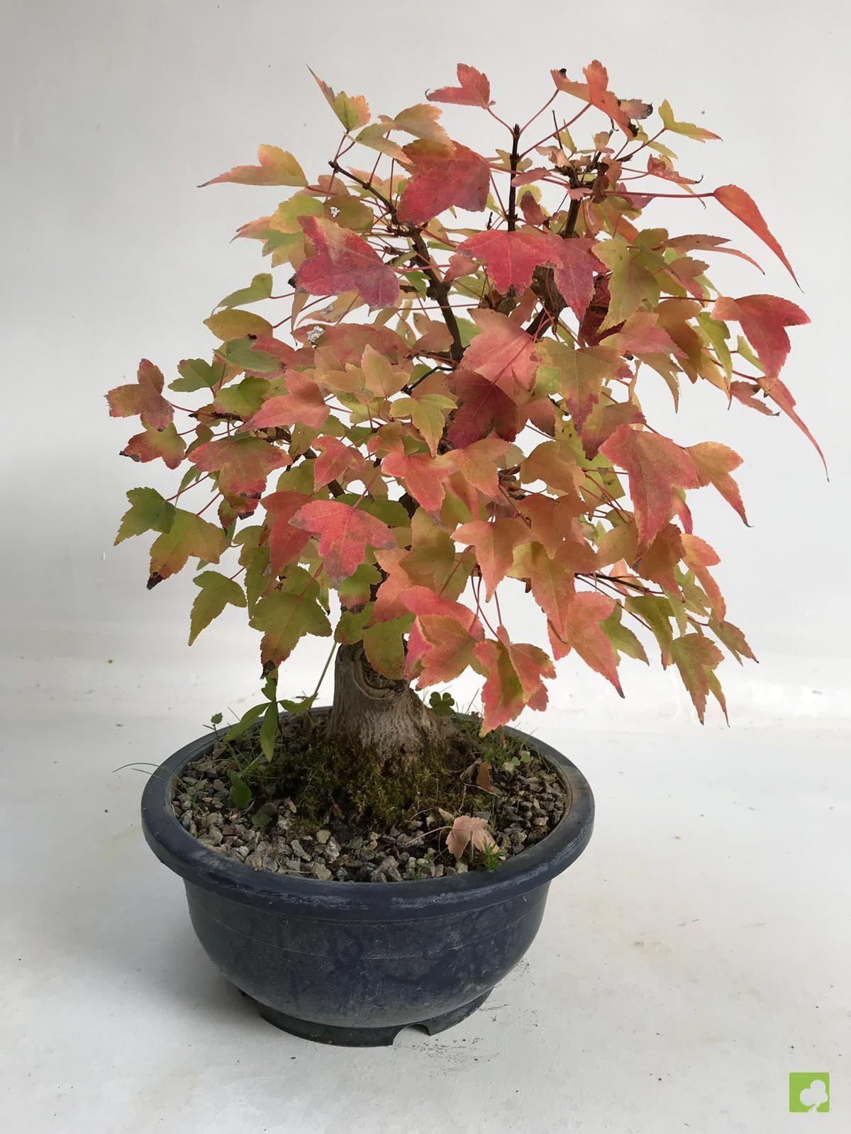 BONSAI ACER BURGERIANO BONSAI ACER BURGERIANO