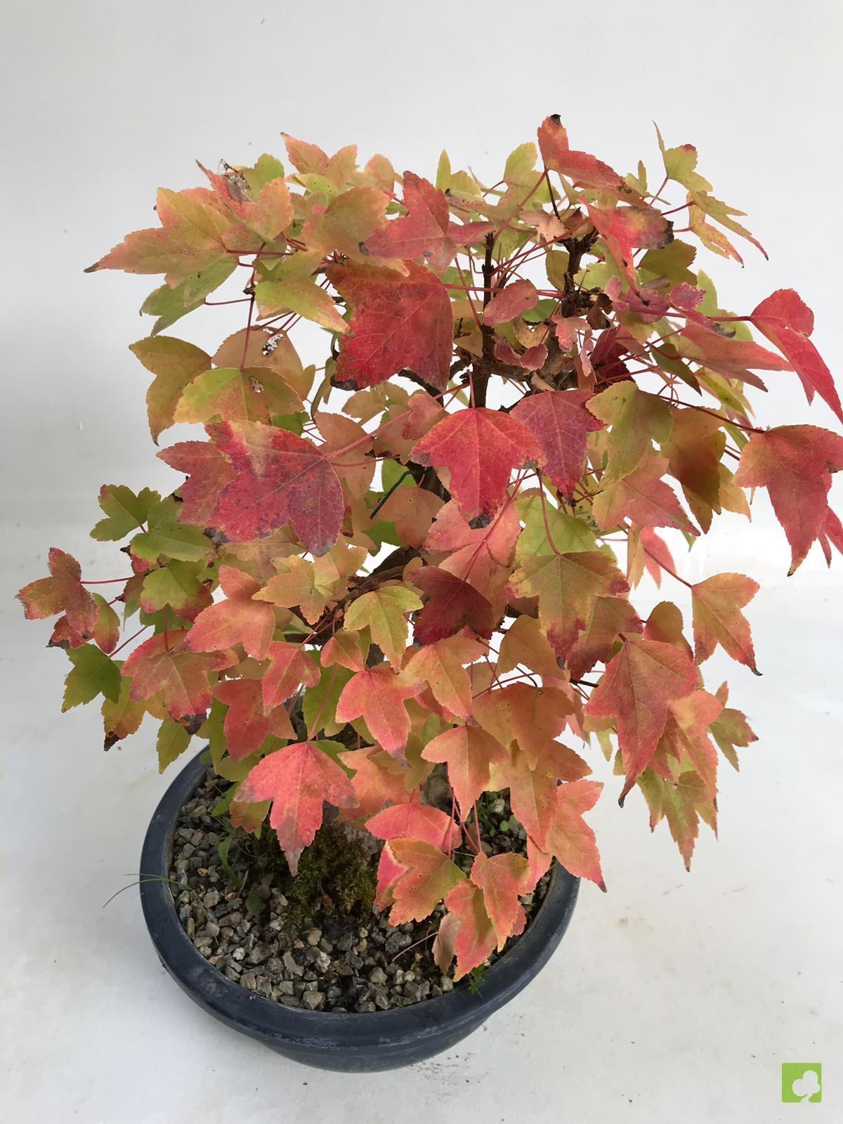 BONSAI ACER BURGERIANO BONSAI ACER BURGERIANO