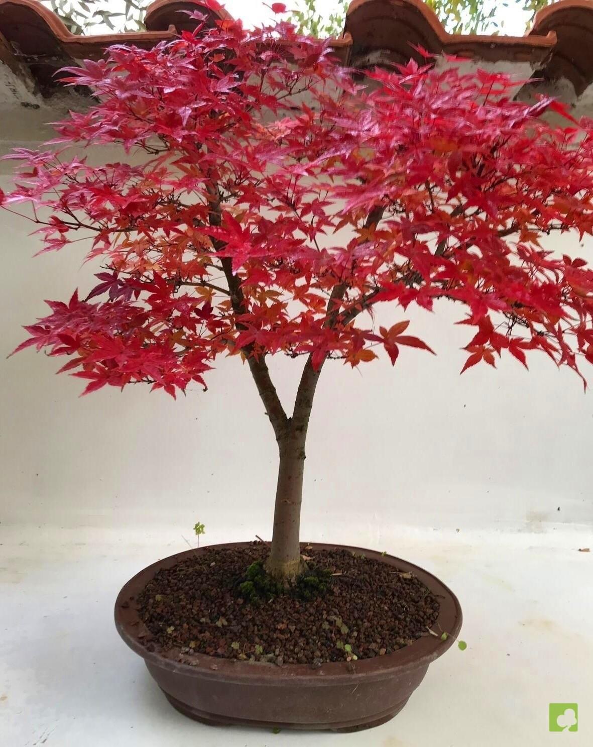 BONSAI ACER PALMATUM DESHOJO BONSAI ACER PALMATUM DESHOJO