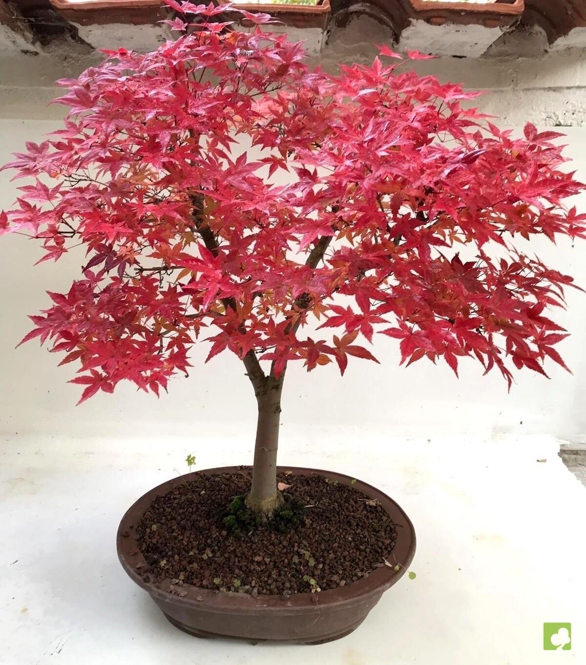 BONSAI ACER PALMATUM DESHOJO BONSAI ACER PALMATUM DESHOJO