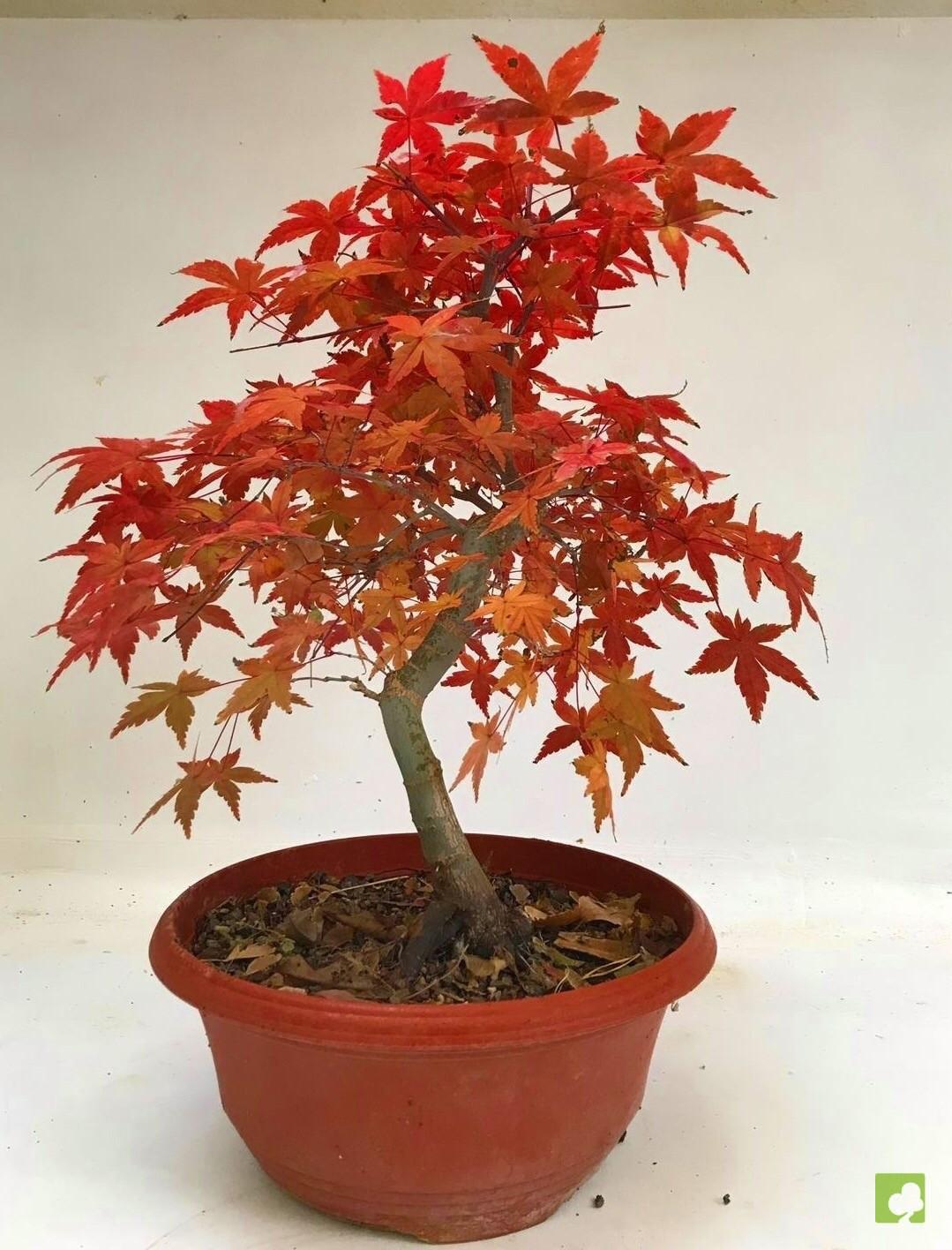 PREBONSAI ACER PALMATUM DESHOJO PREBONSAI ACER PALMATUM DESHOJO