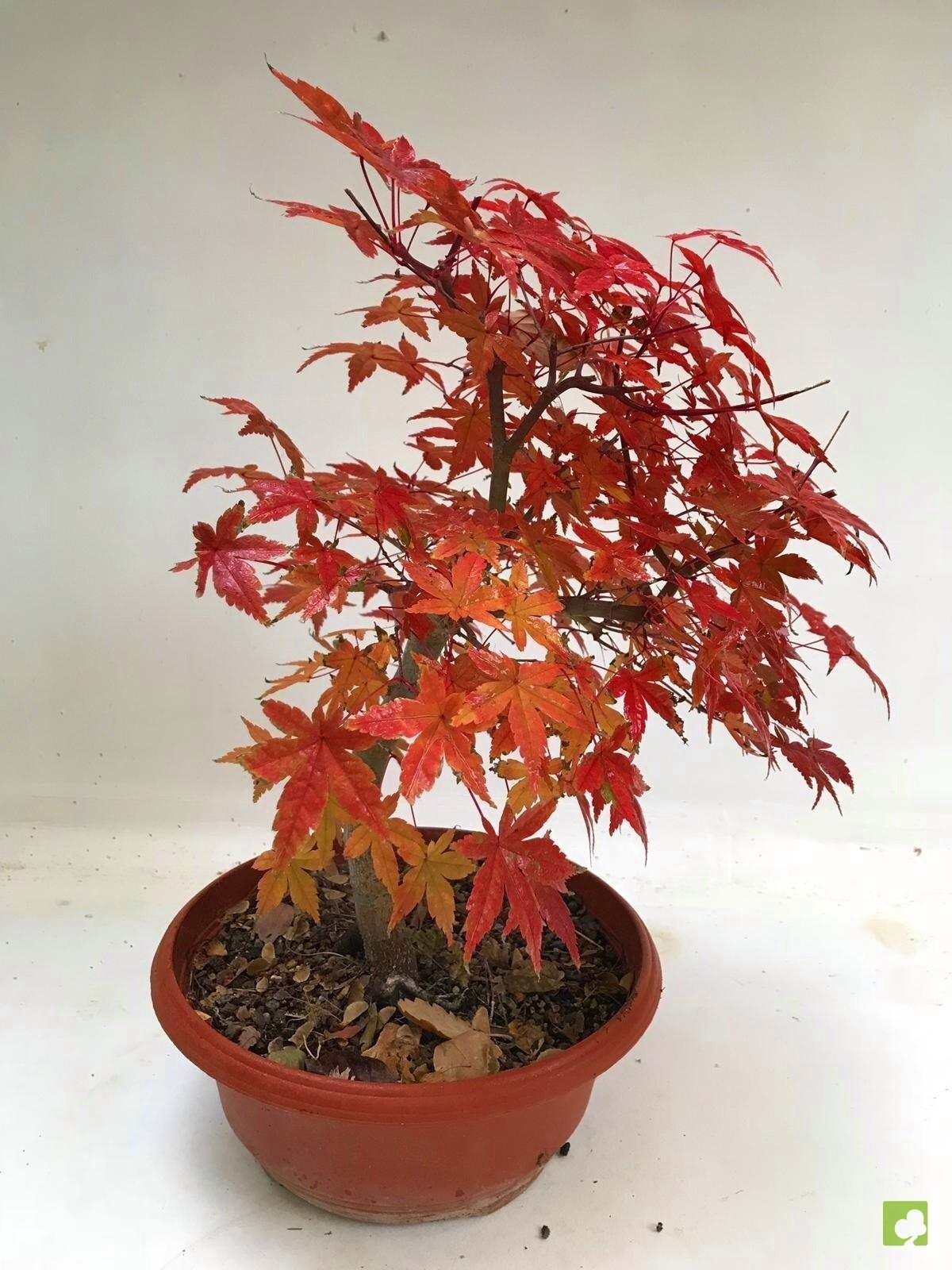 PREBONSAI ACER PALMATUM DESHOJO PREBONSAI ACER PALMATUM DESHOJO