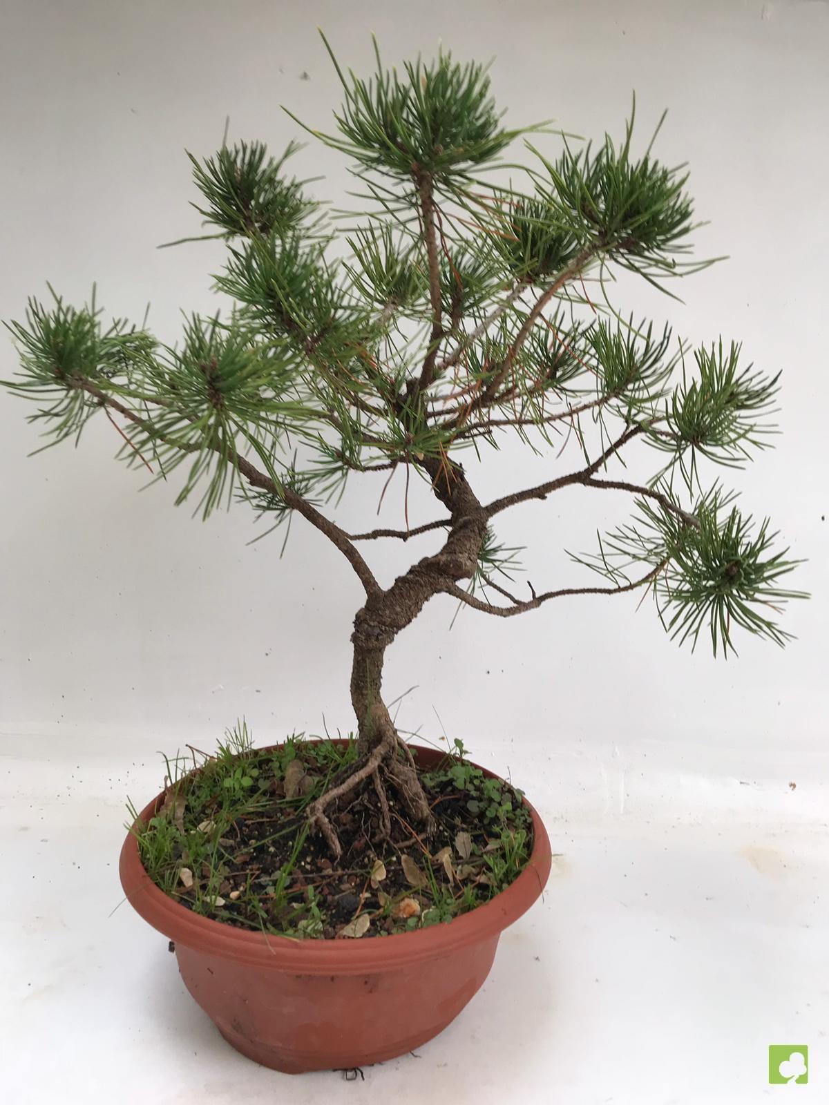 PREBONSAI PINO SILVESTRIS PREBONSAI PINO SILVESTRIS