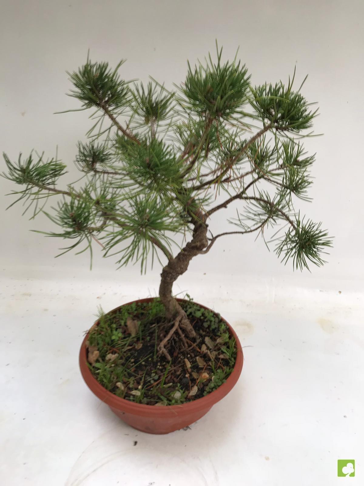 PREBONSAI PINO SILVESTRIS PREBONSAI PINO SILVESTRIS