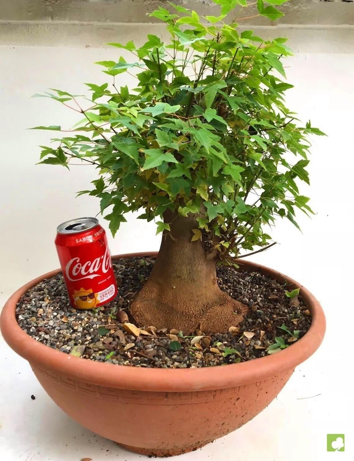 PREBONSAI ACER BURGERIANO PREBONSAI ACER BURGERIANO