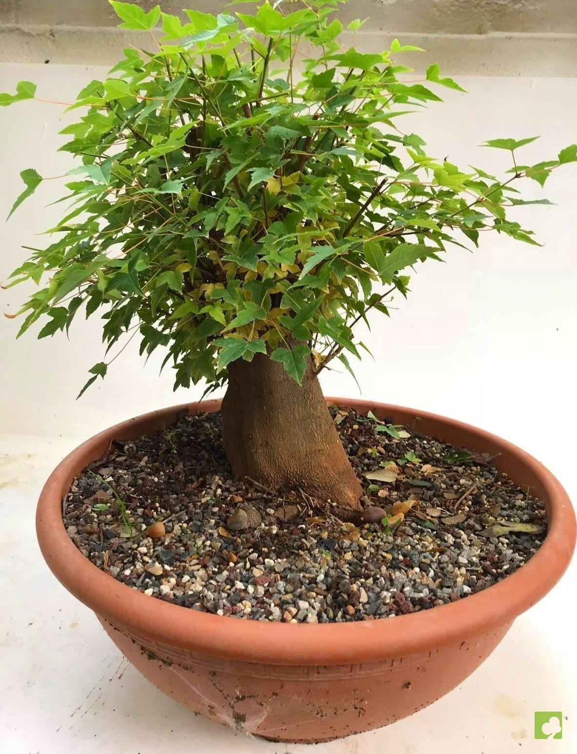 PREBONSAI ACER BURGERIANO PREBONSAI ACER BURGERIANO
