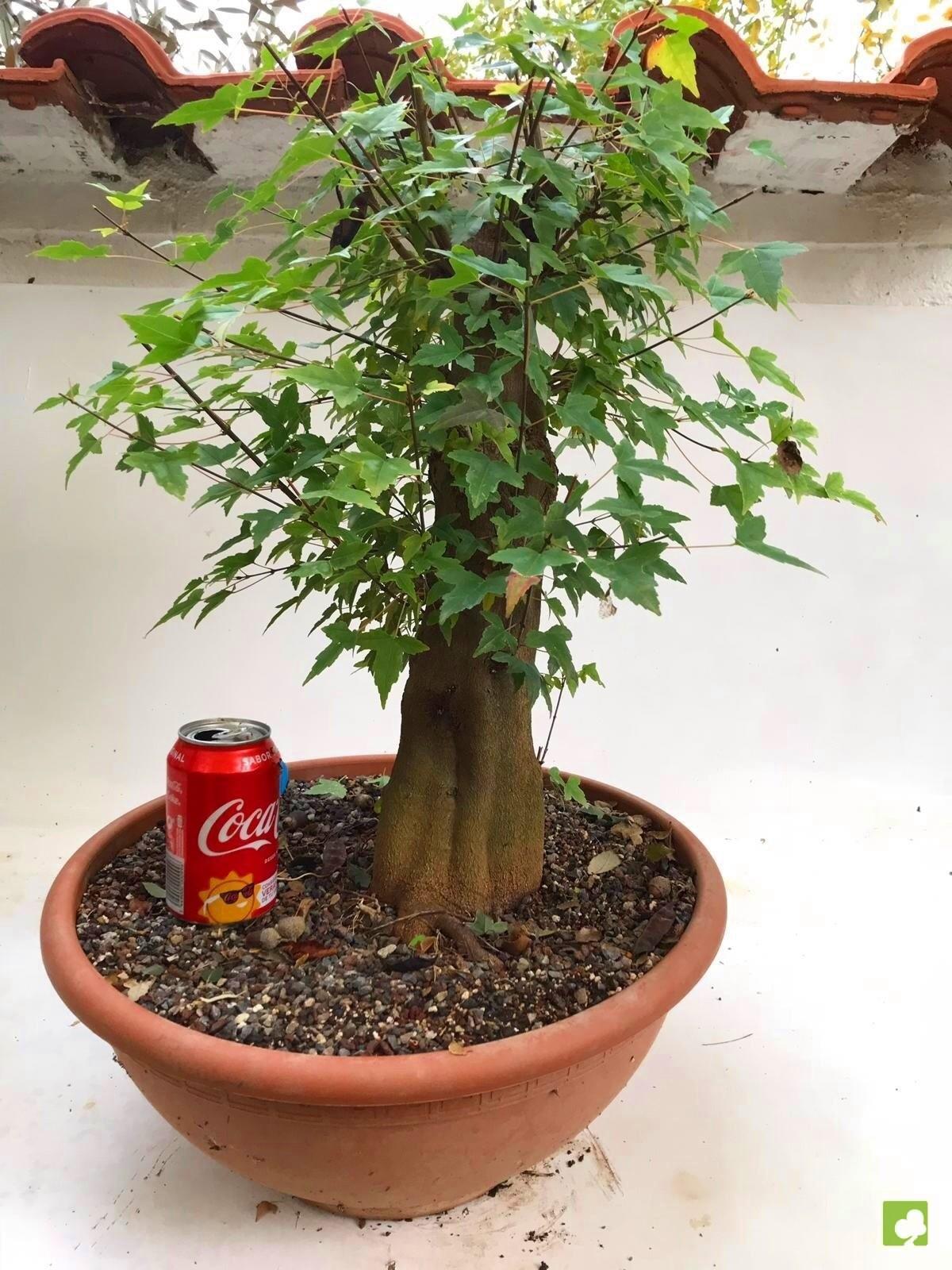 PREBONSAI ACER BURGERIANO PREBONSAI ACER BURGERIANO