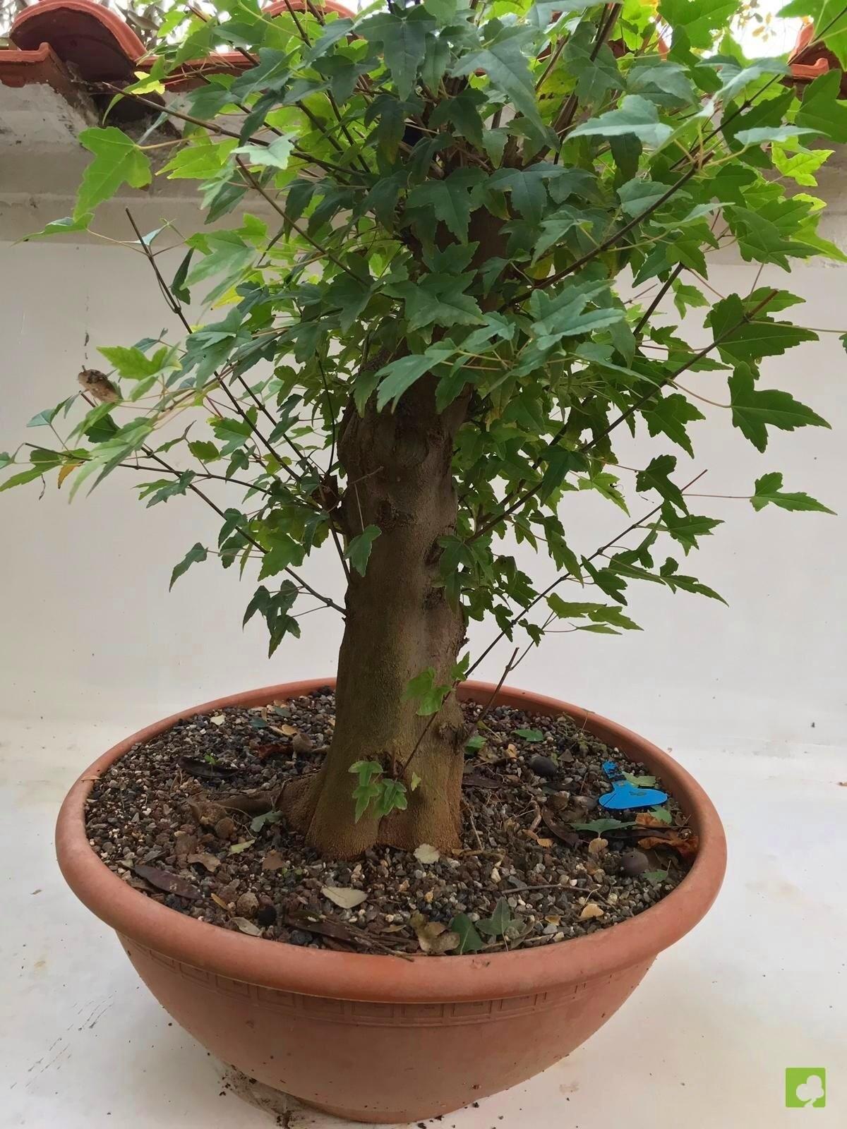 PREBONSAI ACER BURGERIANO PREBONSAI ACER BURGERIANO