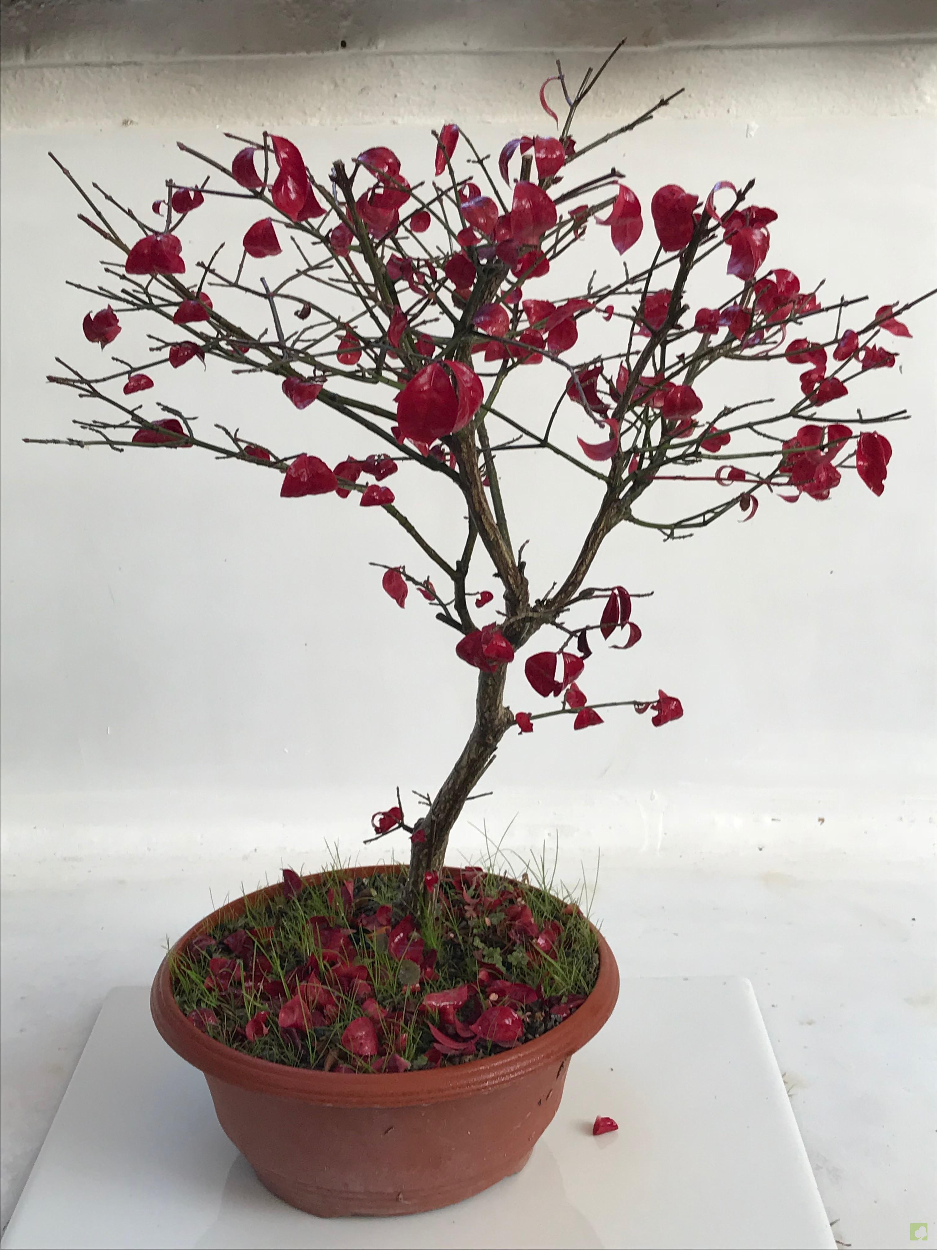 PREBONSAI EVONIMO PREBONSAI EVONIMO