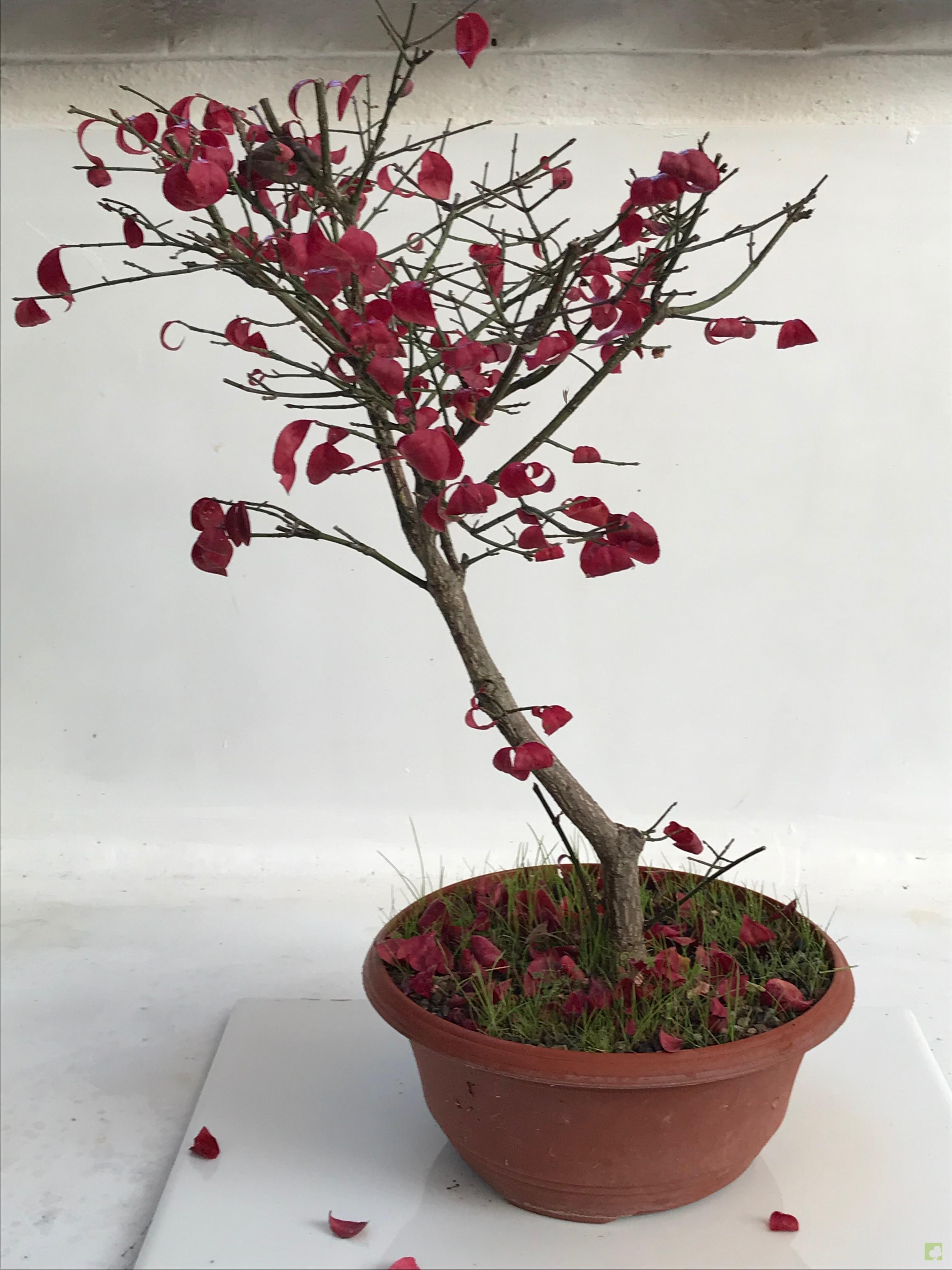 PREBONSAI EVONIMO PREBONSAI EVONIMO