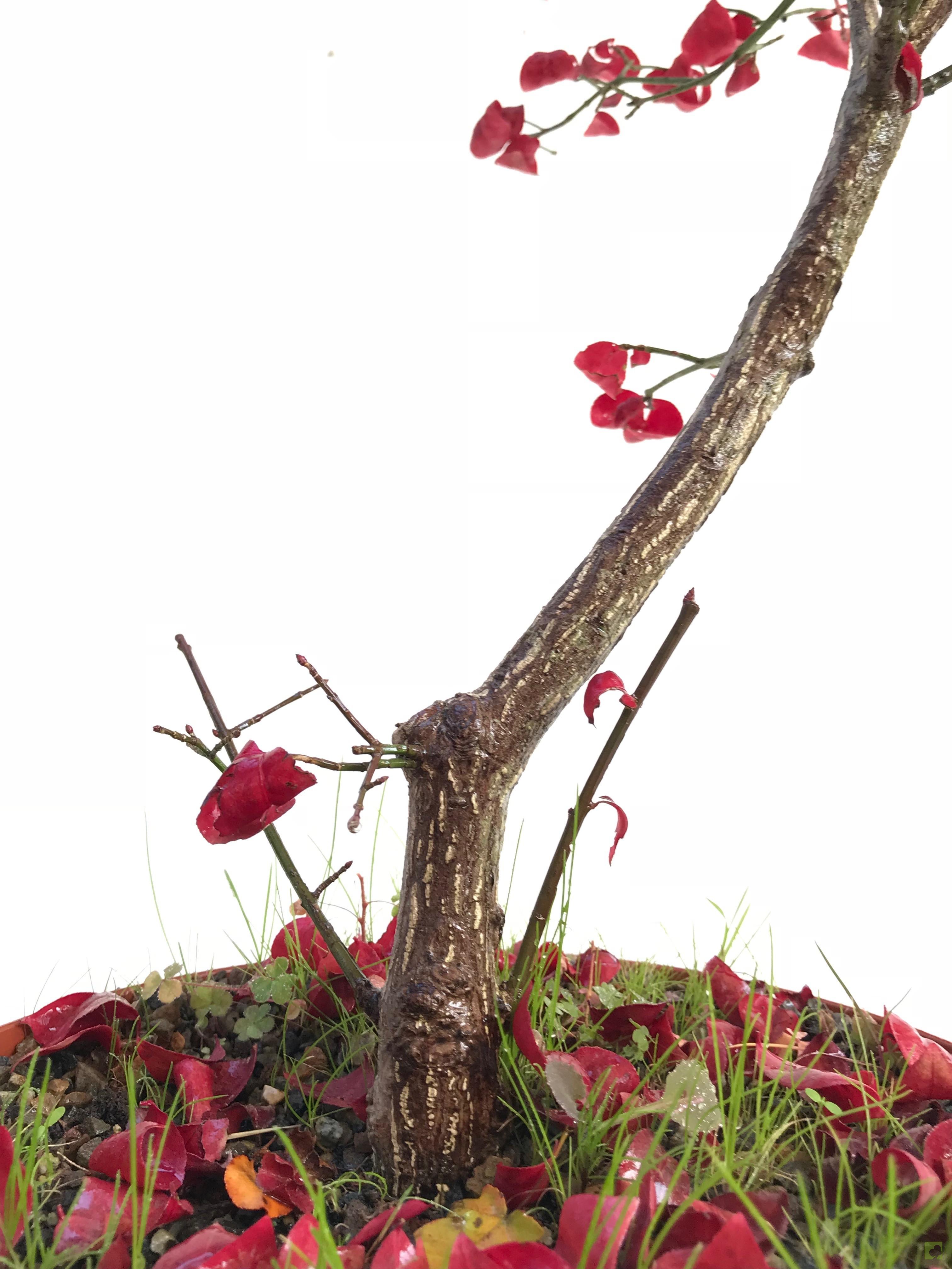 PREBONSAI EVONIMO PREBONSAI EVONIMO