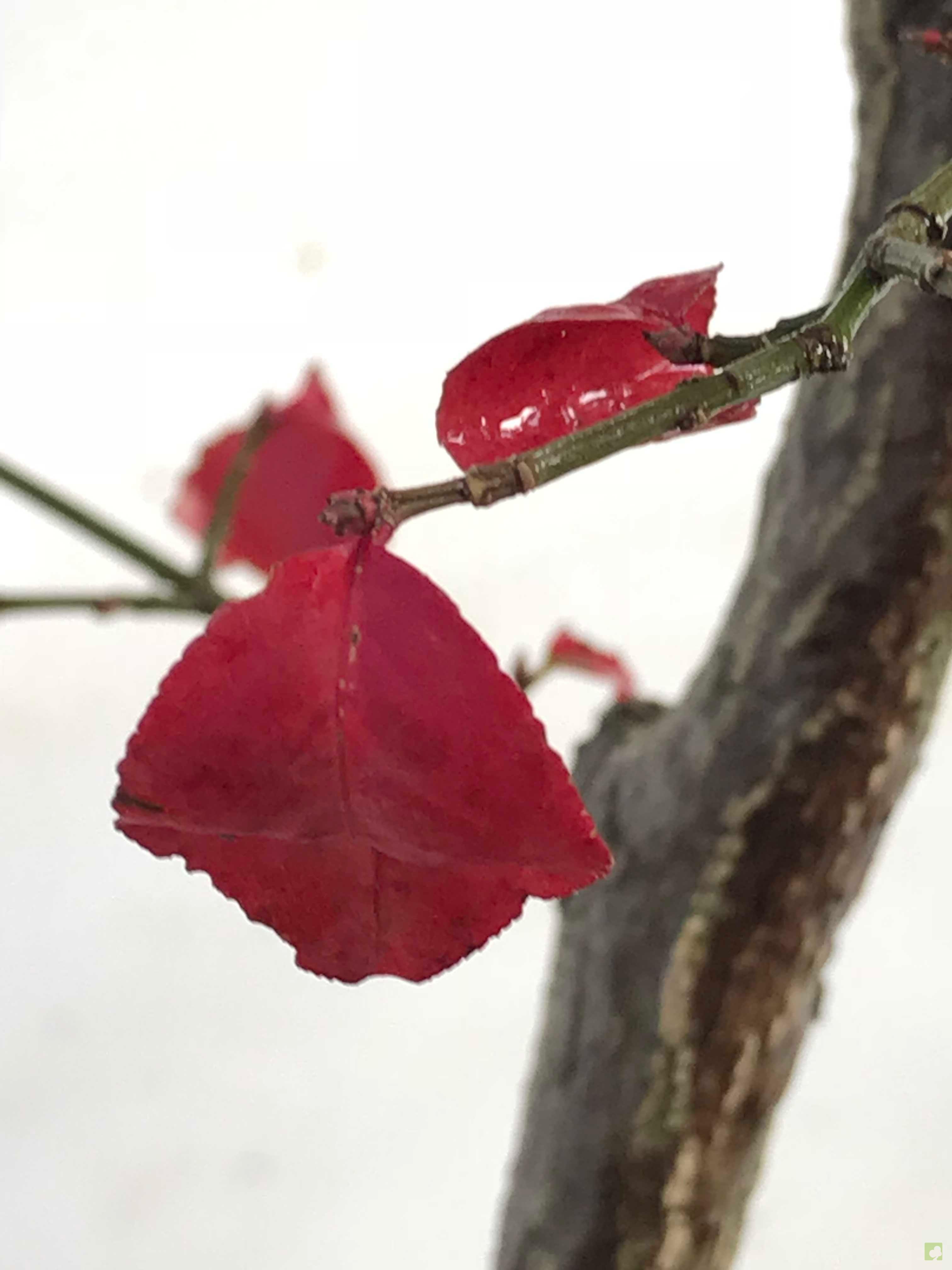 PREBONSAI EVONIMO PREBONSAI EVONIMO