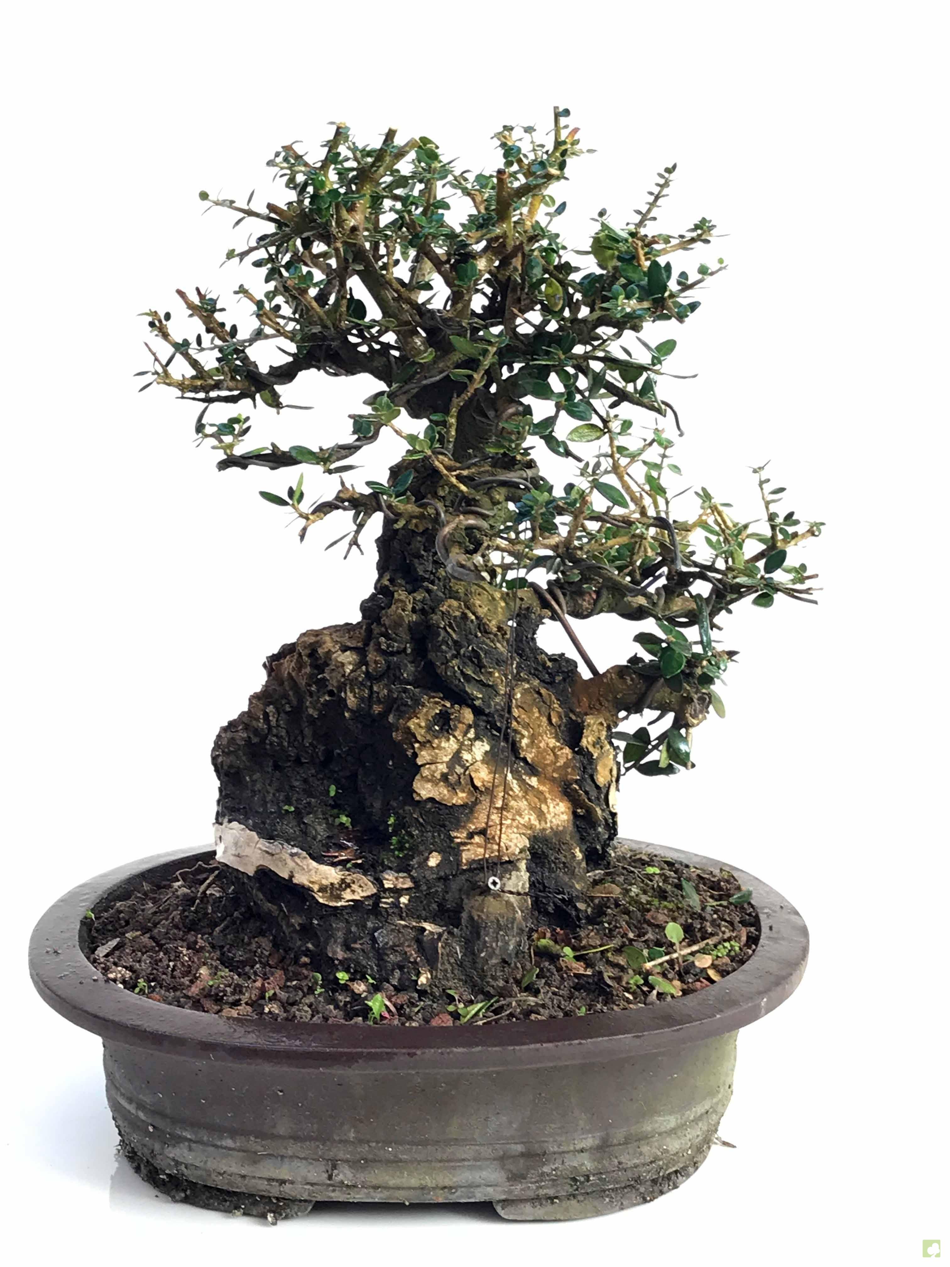 BONSAI ULLASTRE MALLORQUIN BONSAI ULLASTRE MALLORQUIN