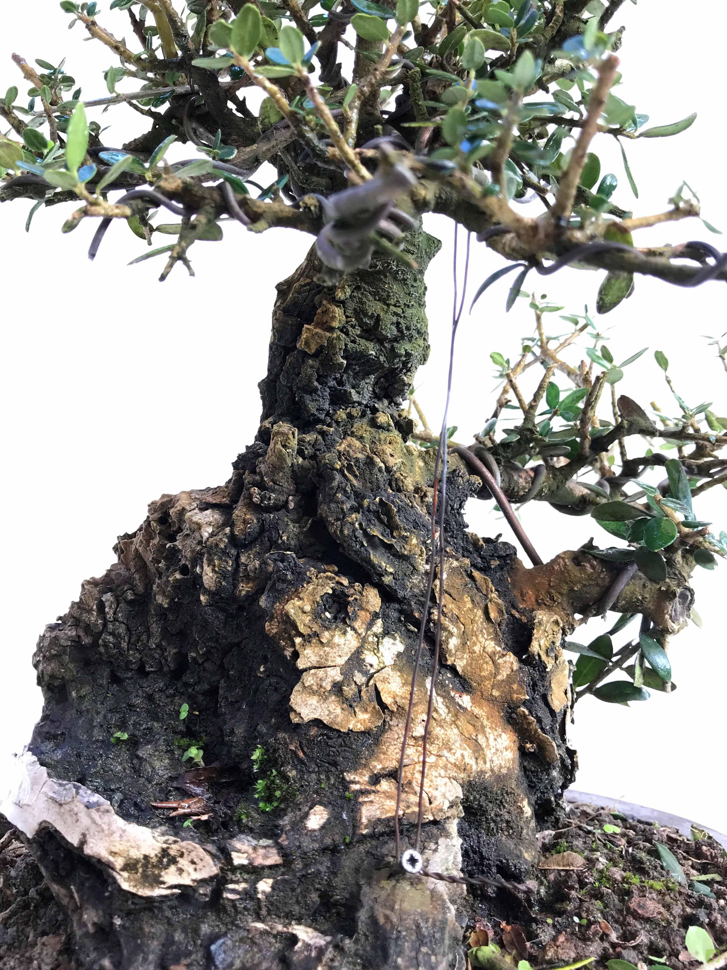 BONSAI ULLASTRE MALLORQUIN BONSAI ULLASTRE MALLORQUIN