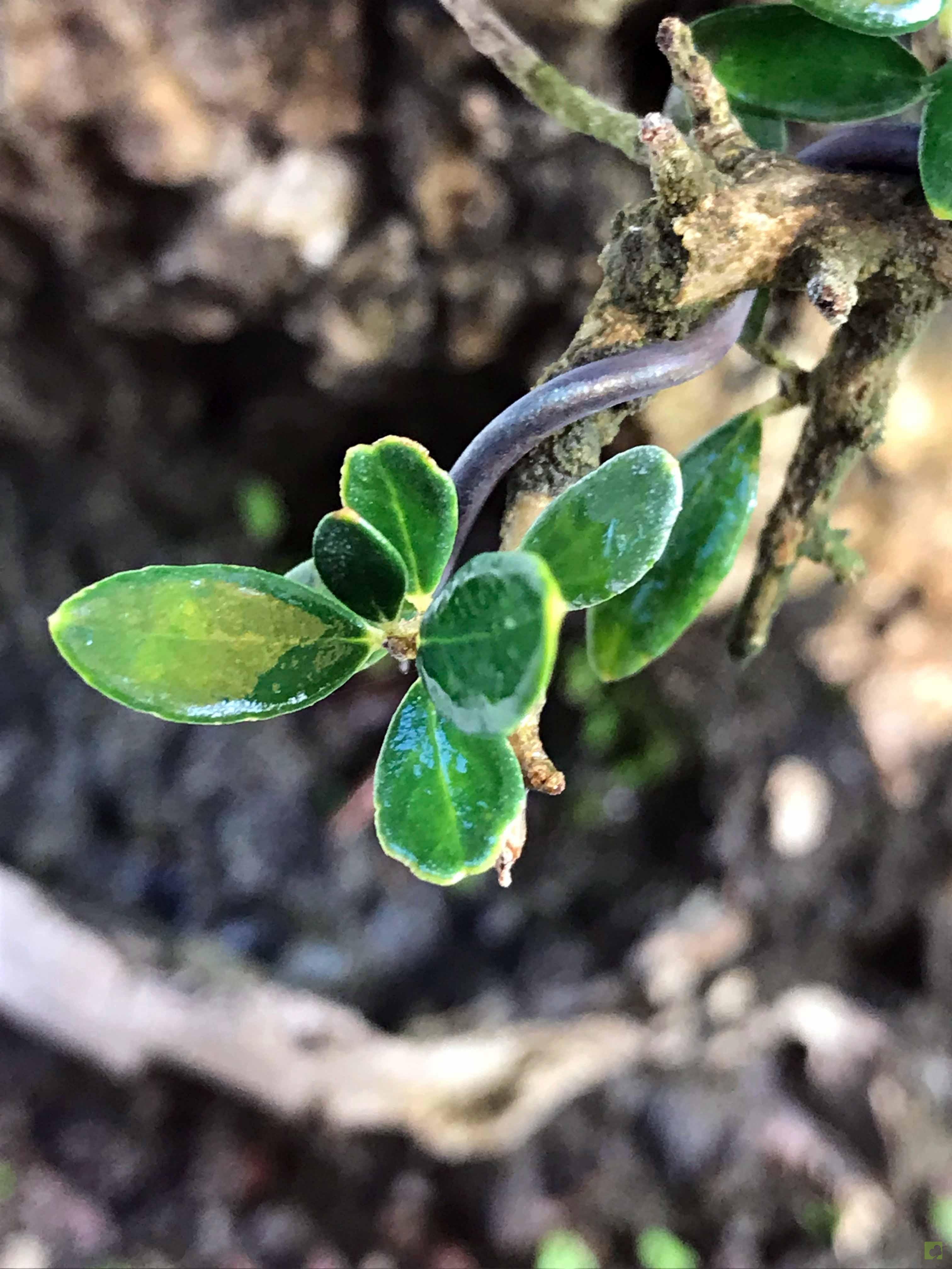 BONSAI ULLASTRE MALLORQUIN BONSAI ULLASTRE MALLORQUIN